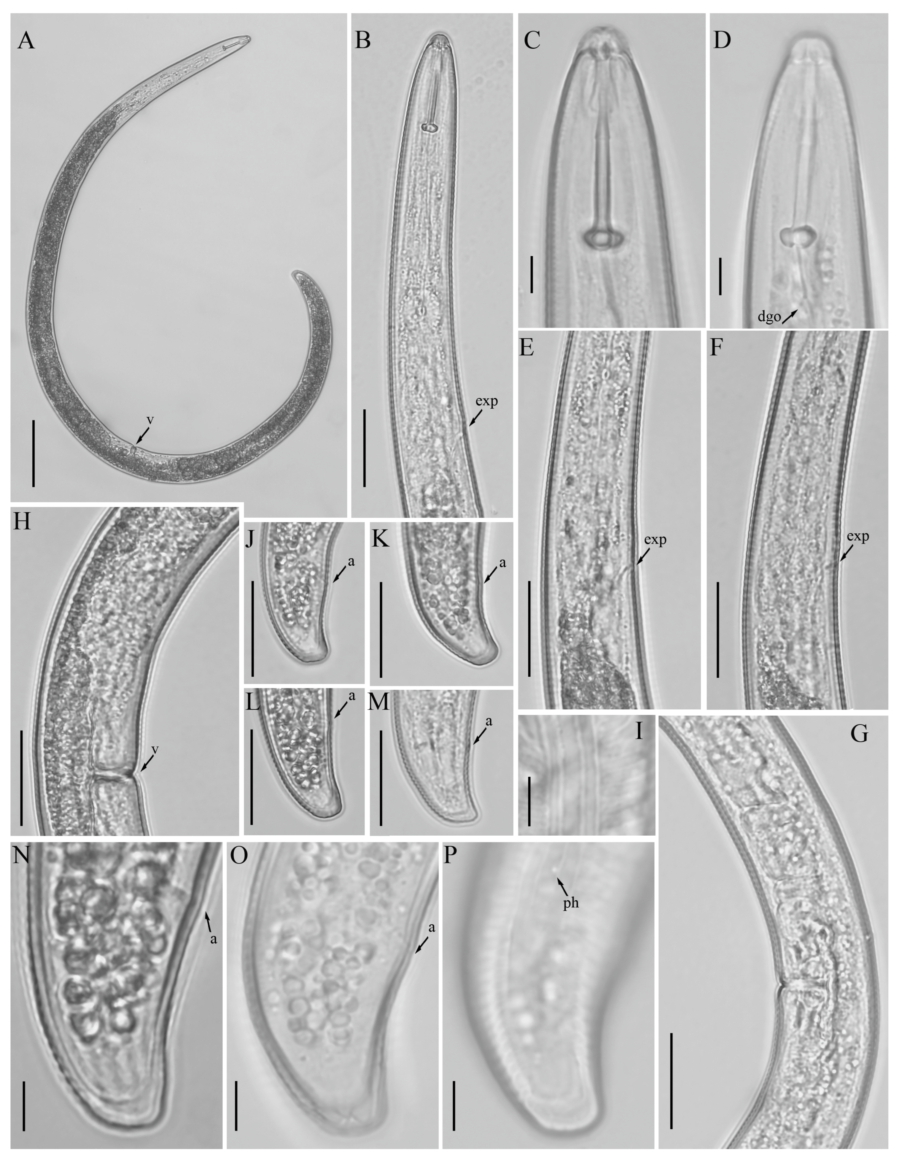 Microorganisms 12 00497 g006