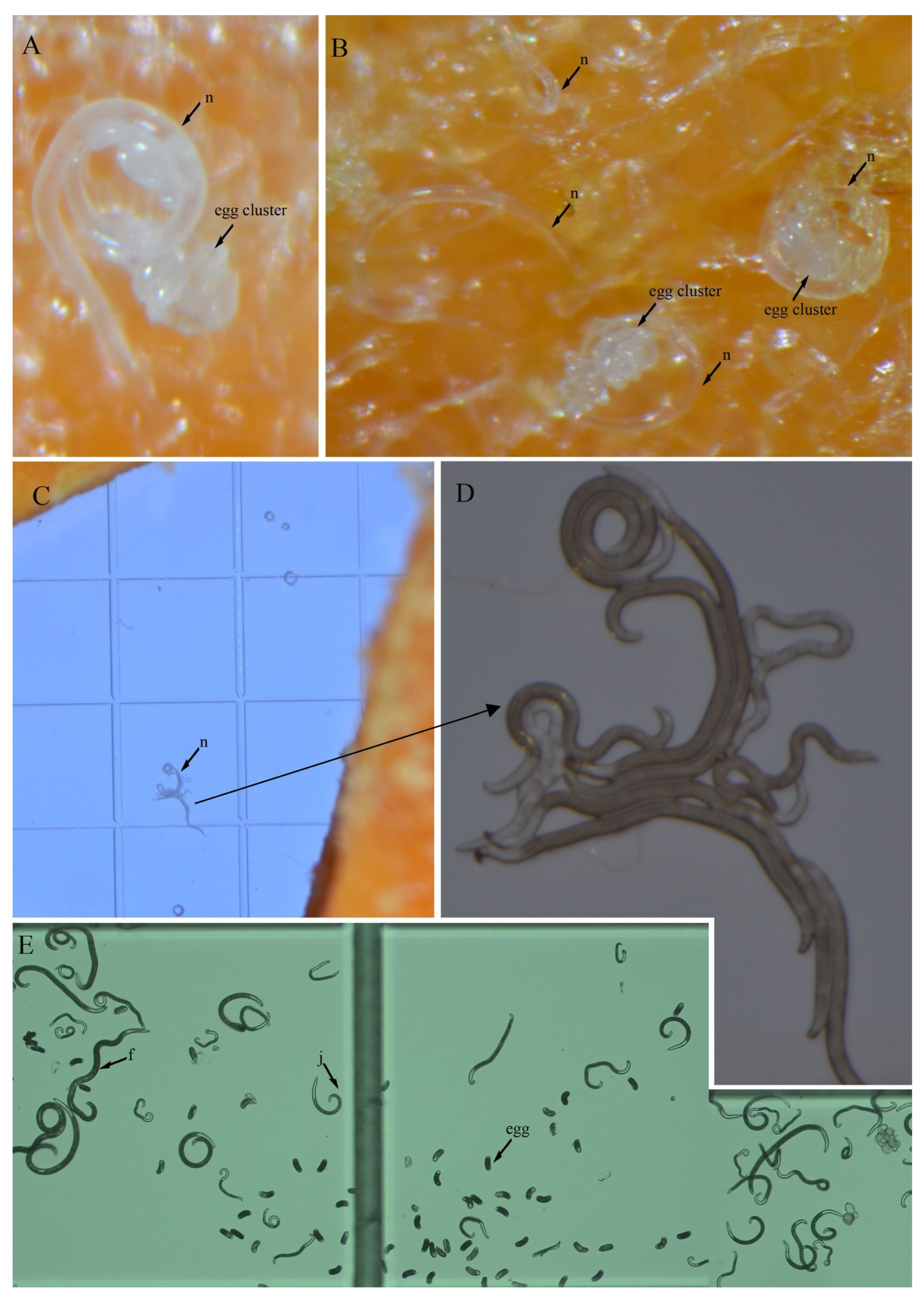 Microorganisms 12 00497 g009