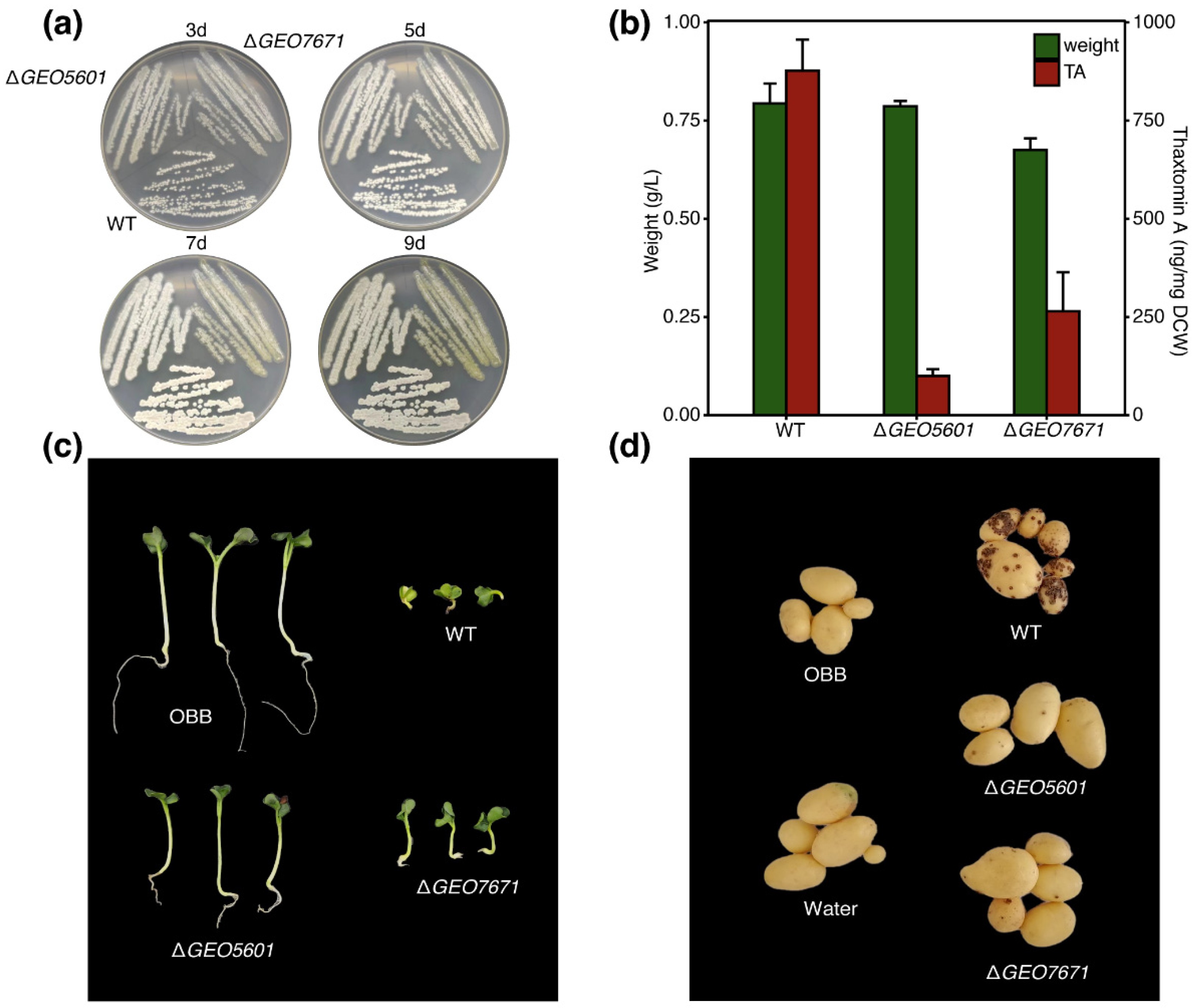 Microorganisms 12 00499 g004