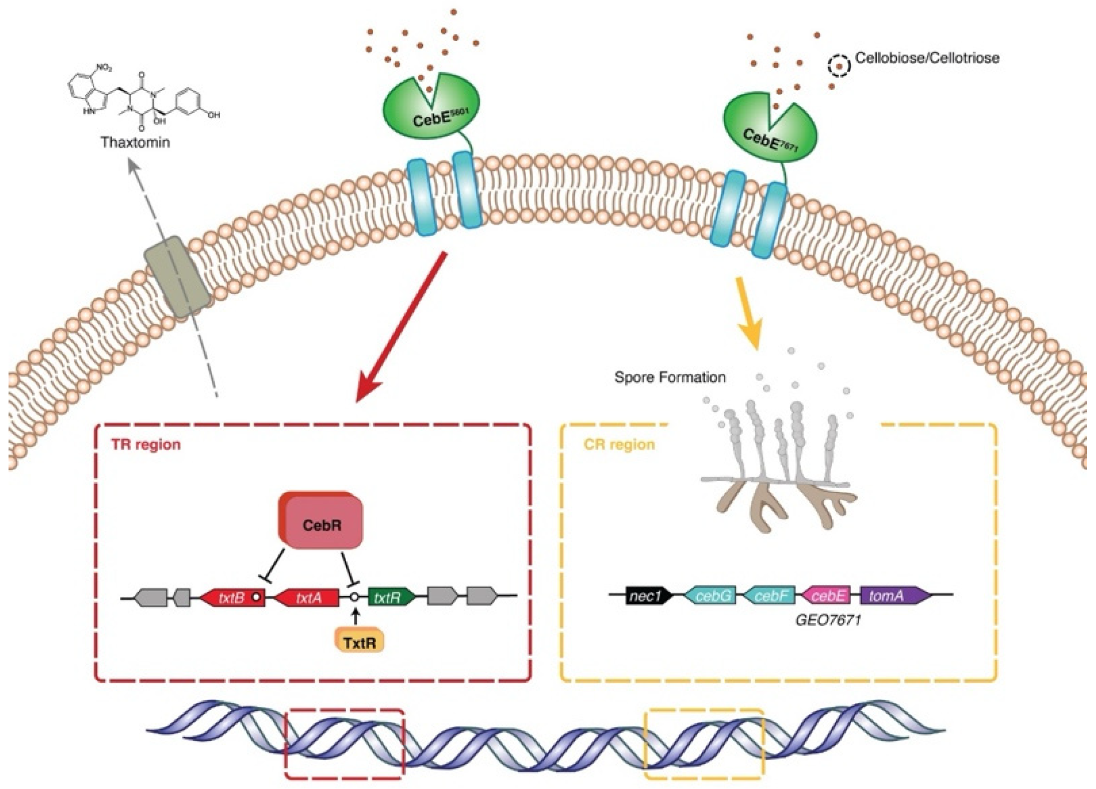 Microorganisms 12 00499 g007