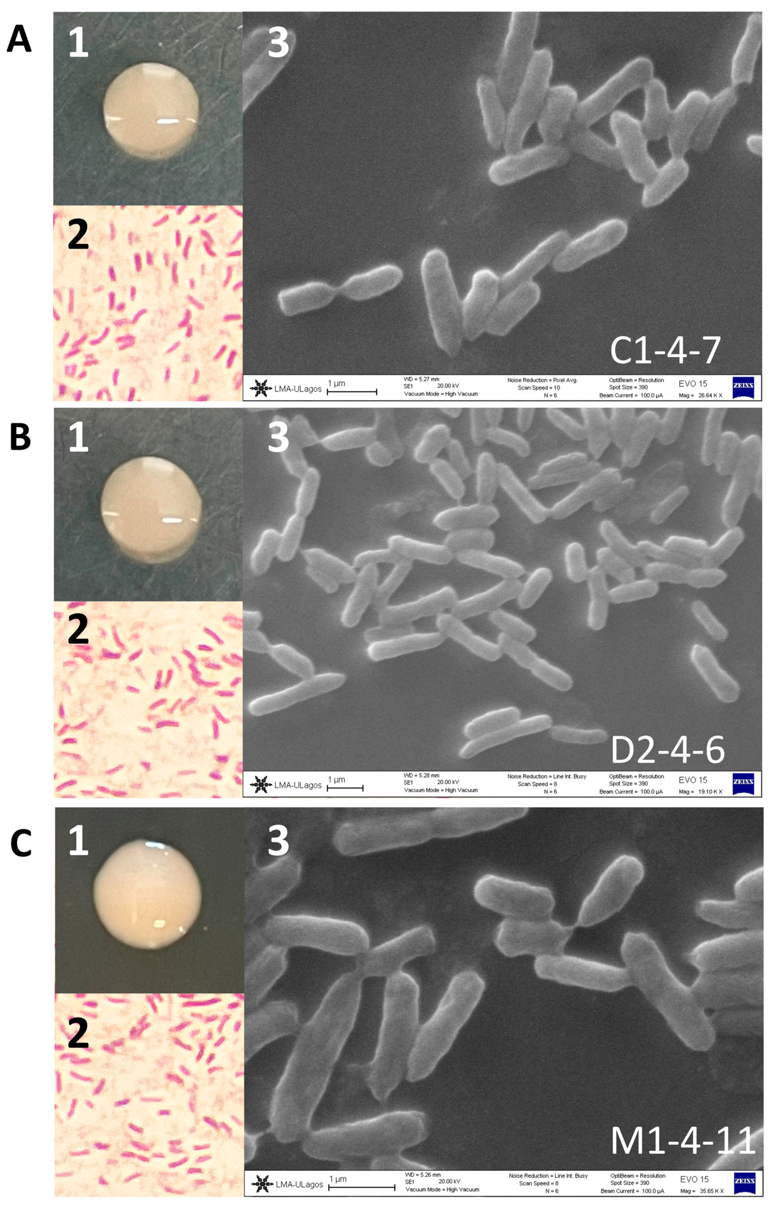 Microorganisms 12 00530 g001