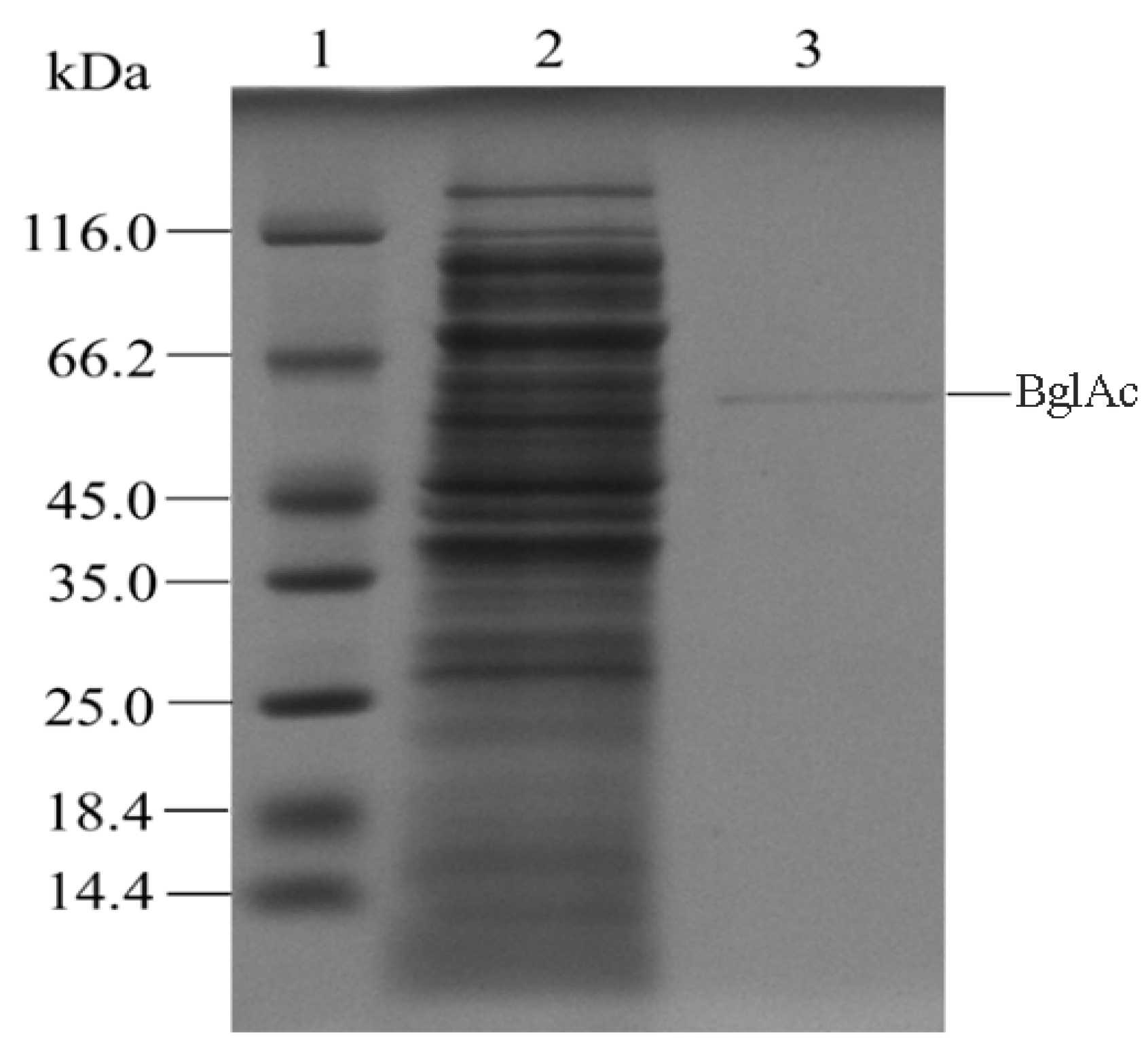 Microorganisms 12 00533 g003