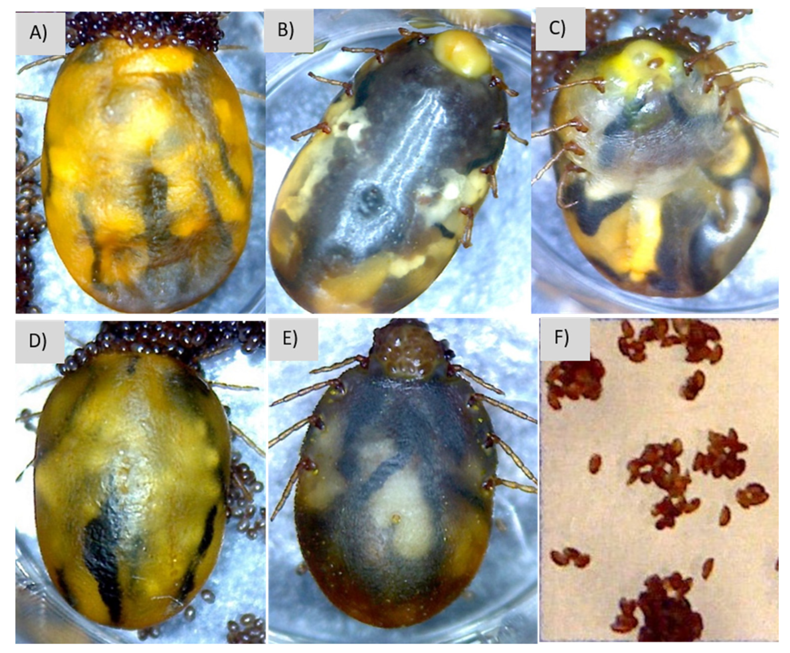 Microorganisms 12 00551 g004