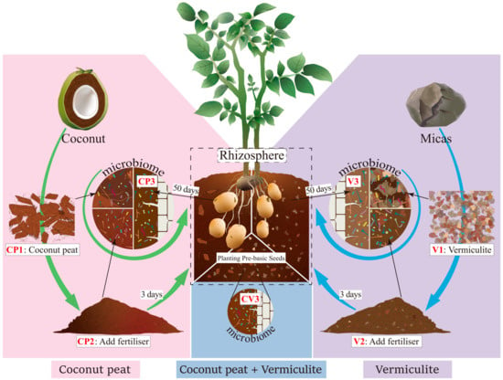 Microorganisms | Free Full-Text | Exploring the Impact of Coconut