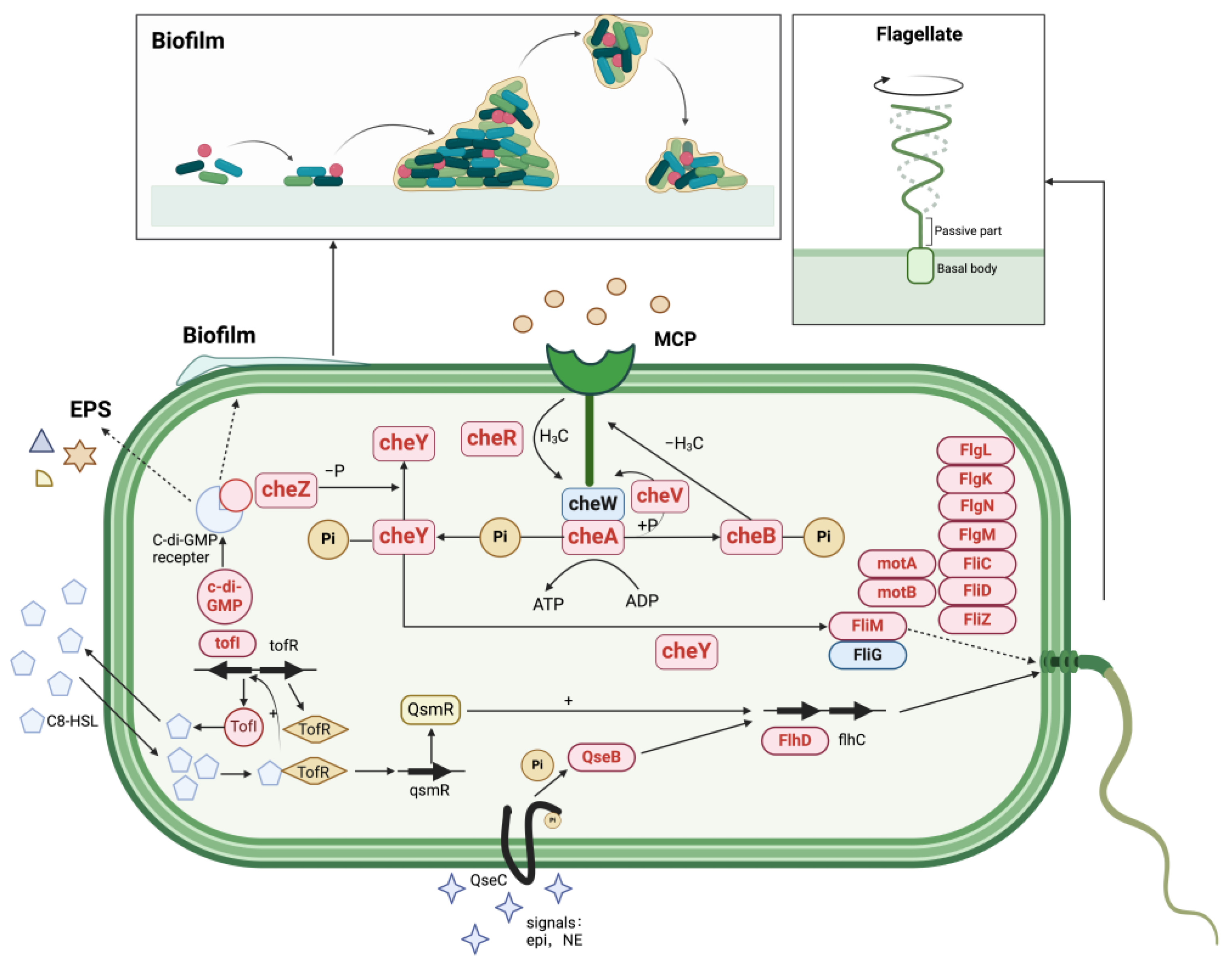 Microorganisms 12 00592 g008 Microorganisms 12 00592 g008