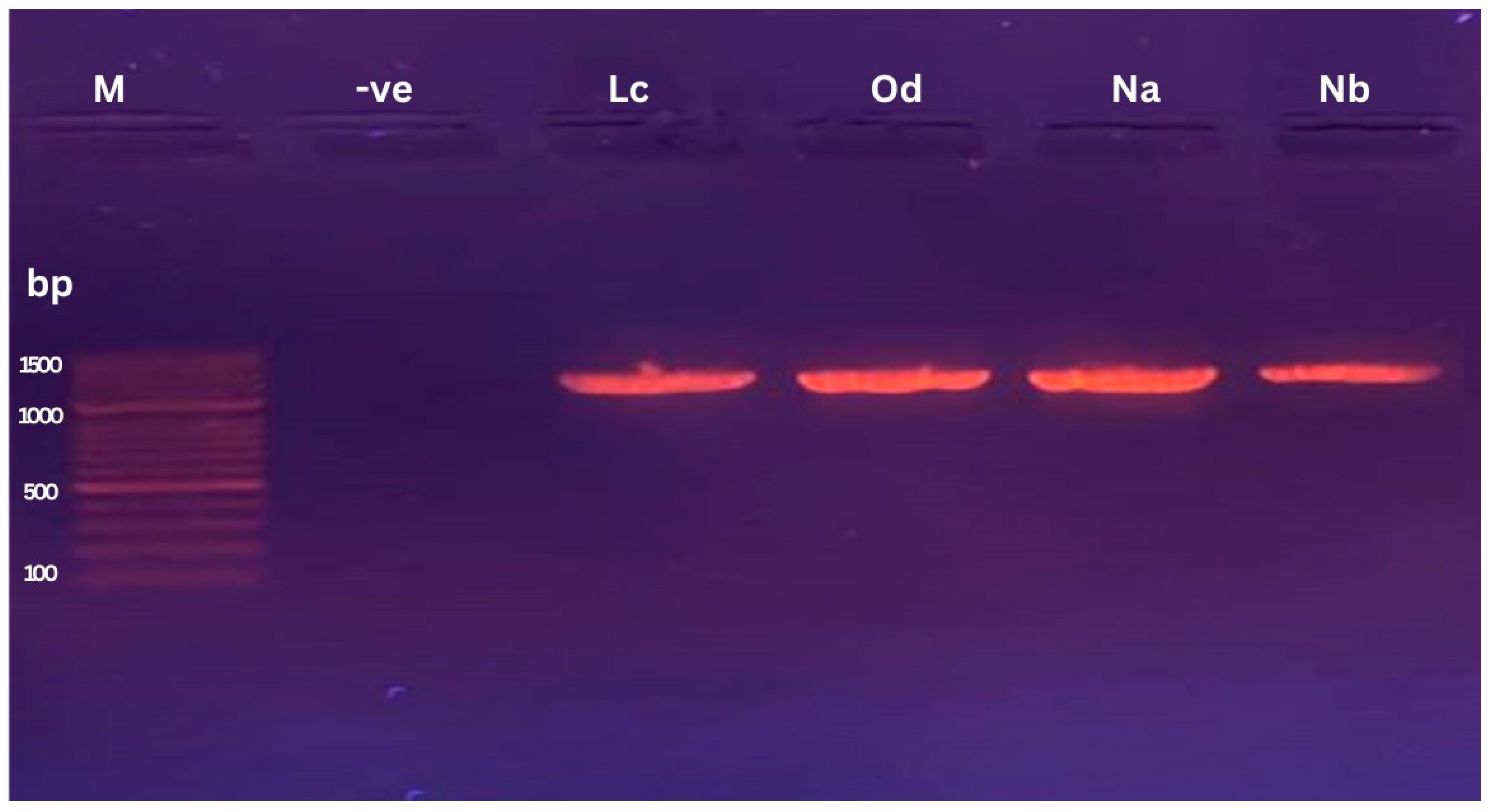 Microorganisms 12 00651 g002