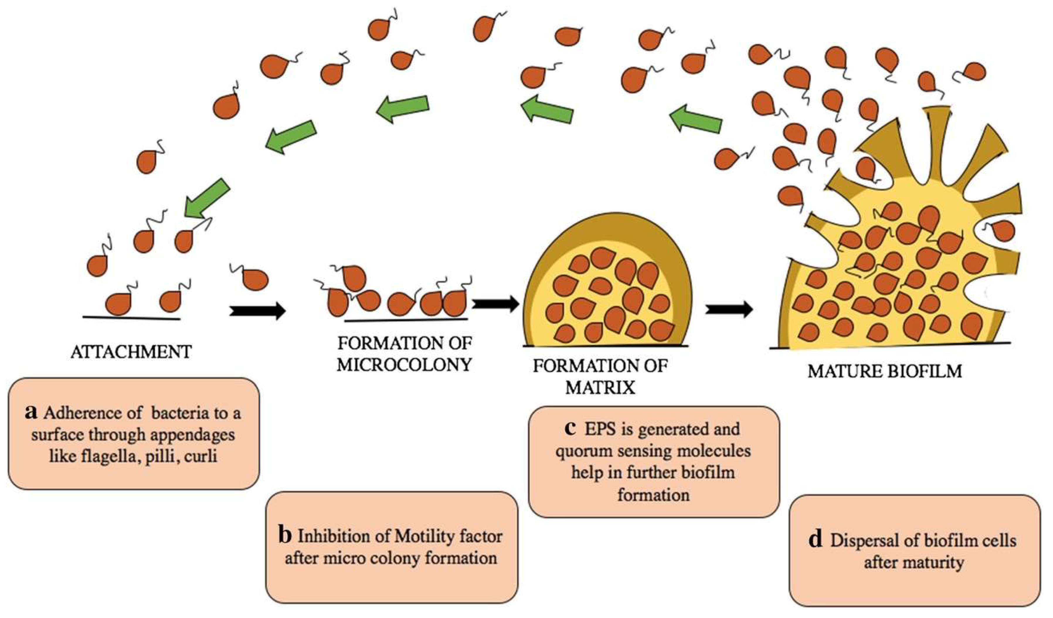 Microorganisms 12 00684 g001