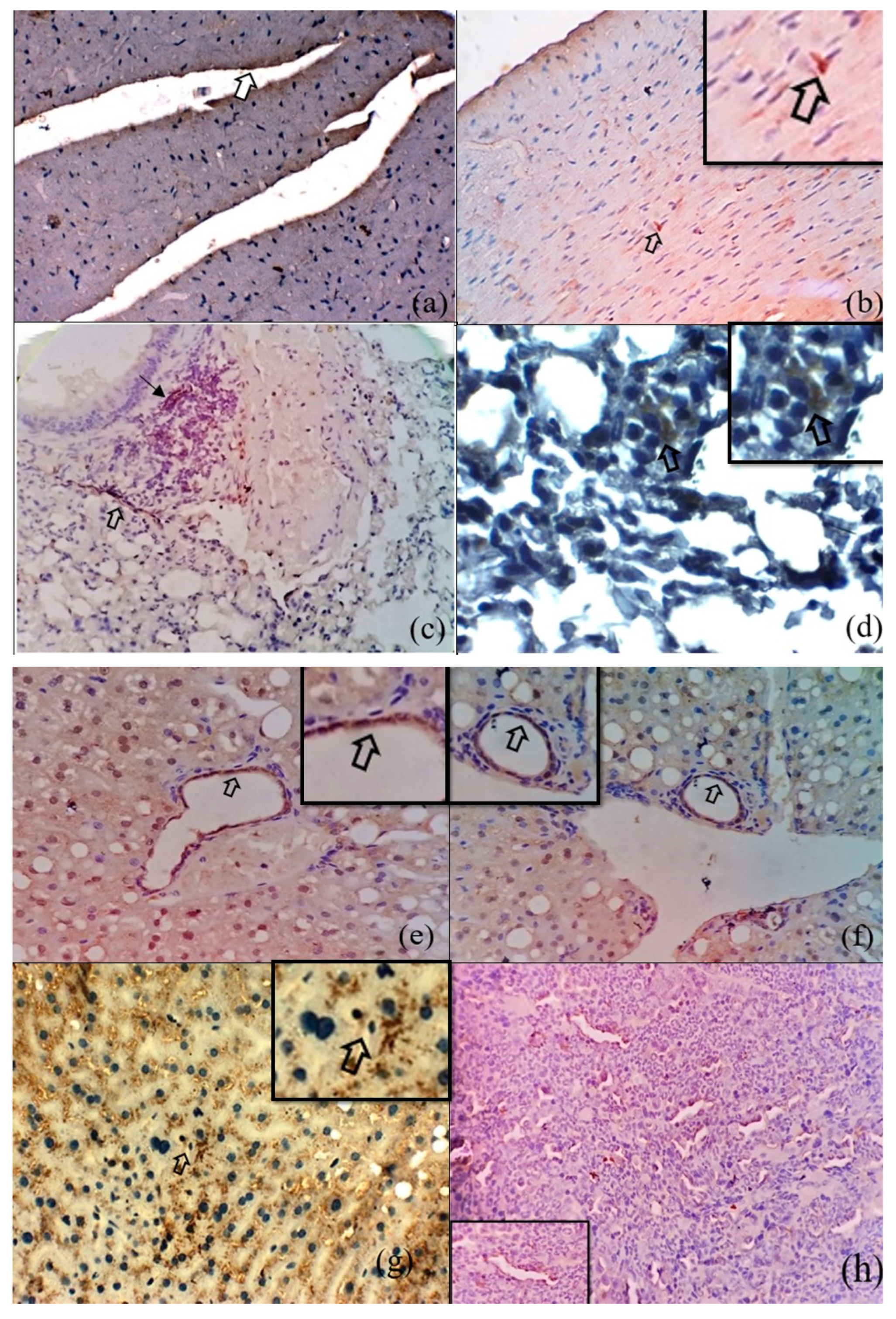 Microorganisms 12 00748 g003a