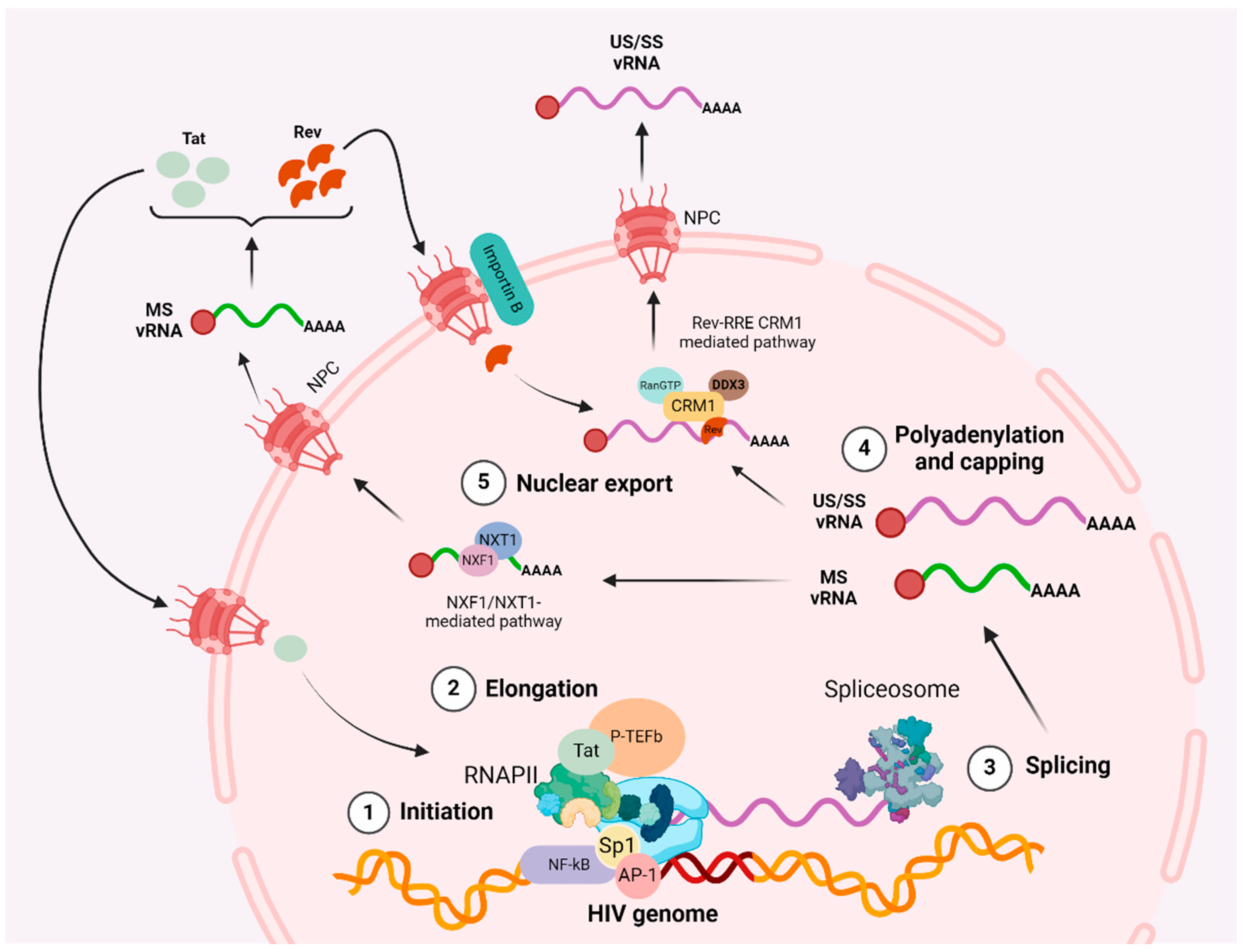 Microorganisms 12 00752 g001