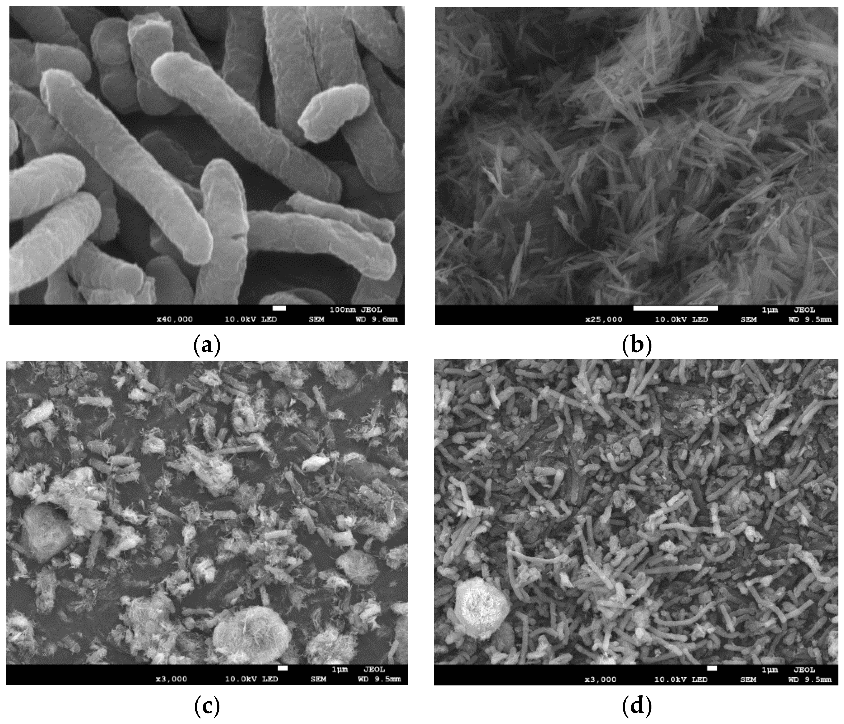 Microorganisms 12 00754 g007