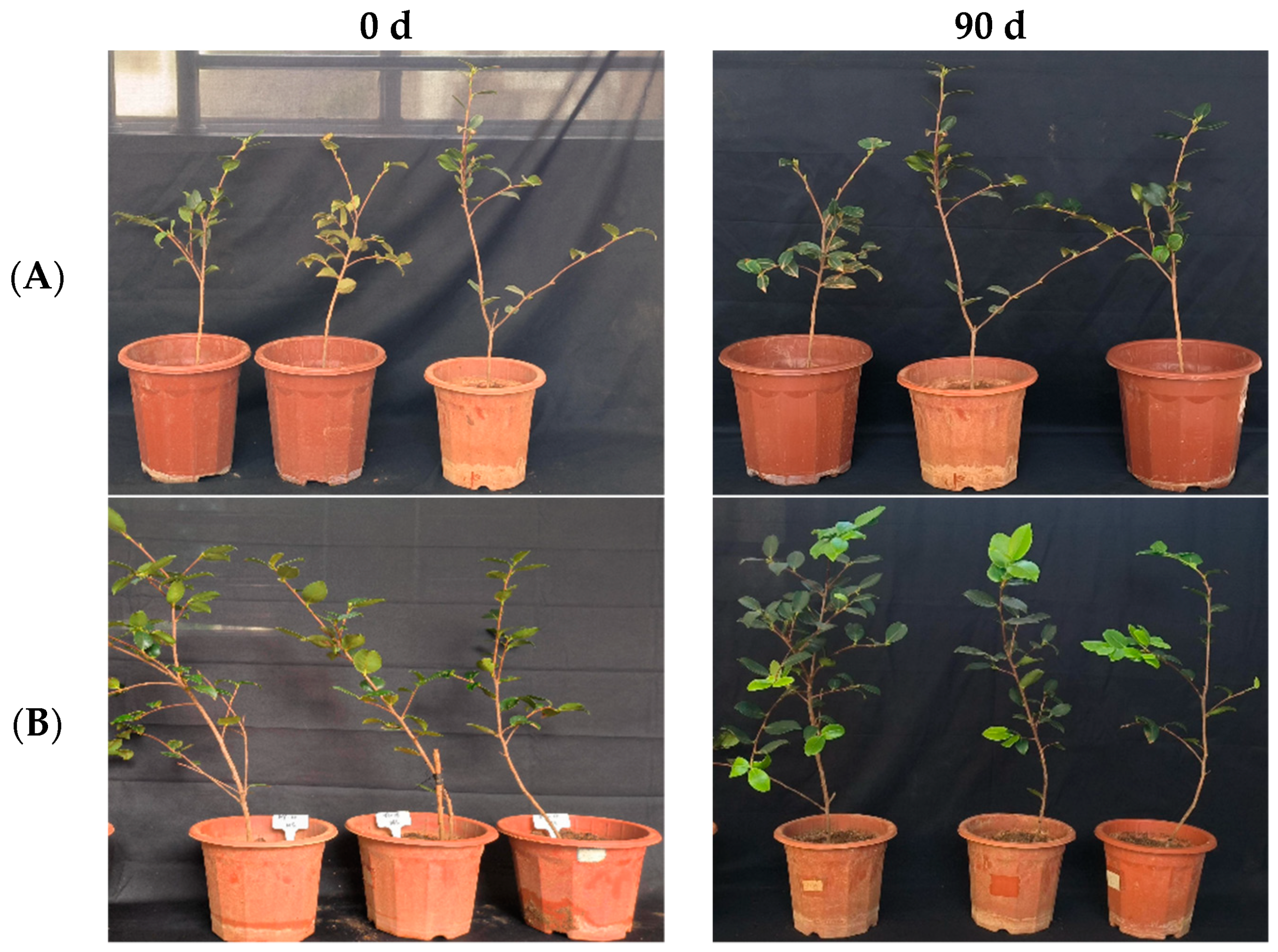 Microorganisms 12 00763 g006