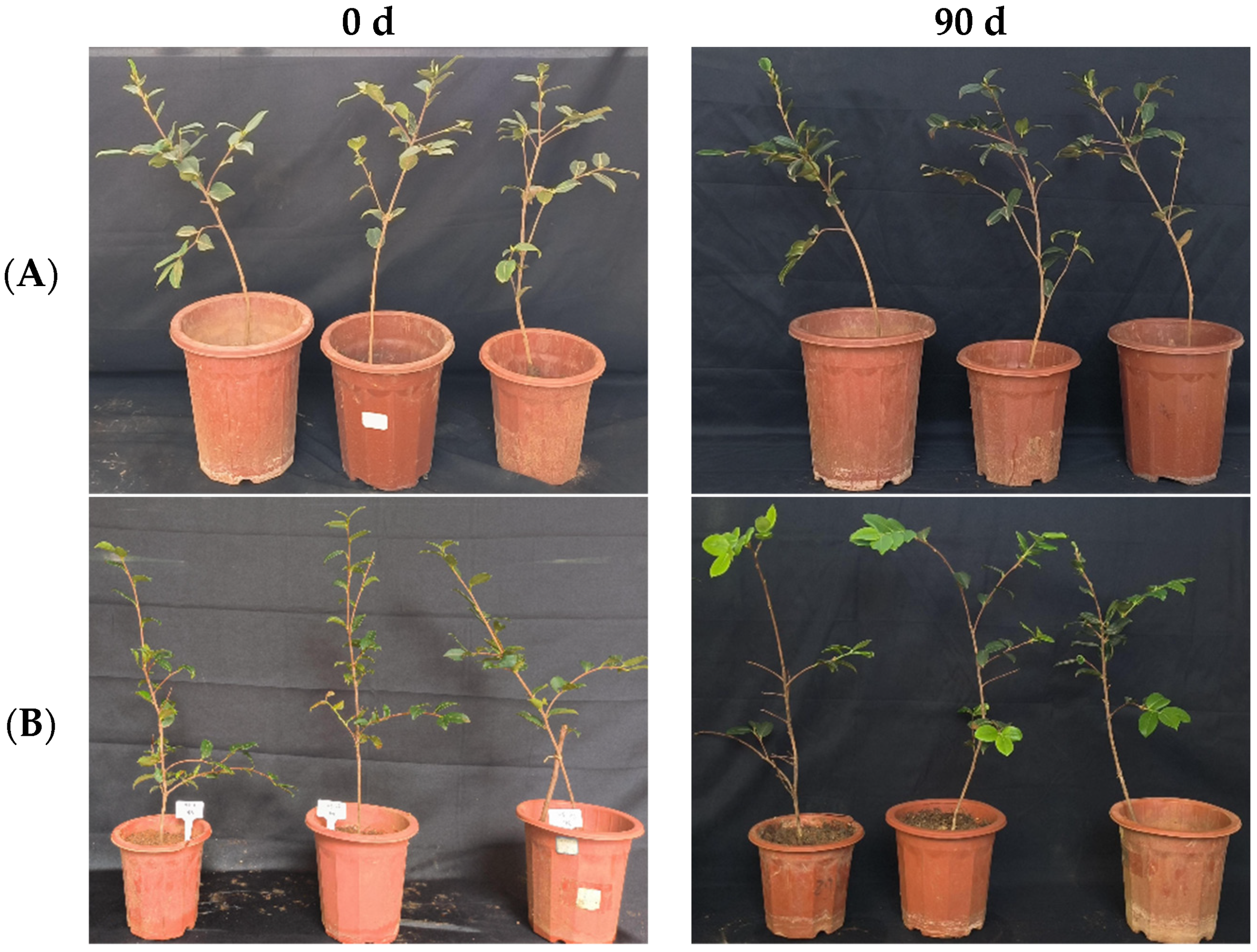 Microorganisms 12 00763 g010
