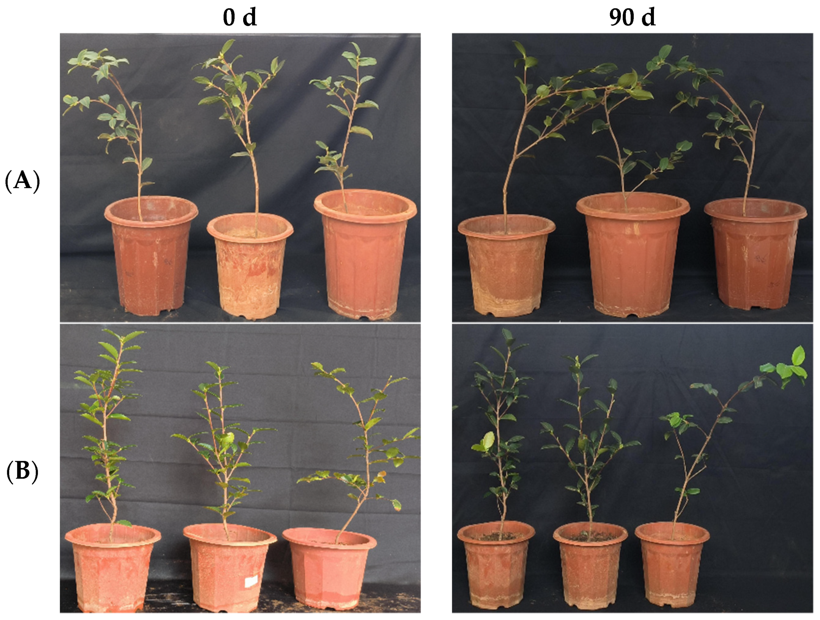 Microorganisms 12 00763 g012