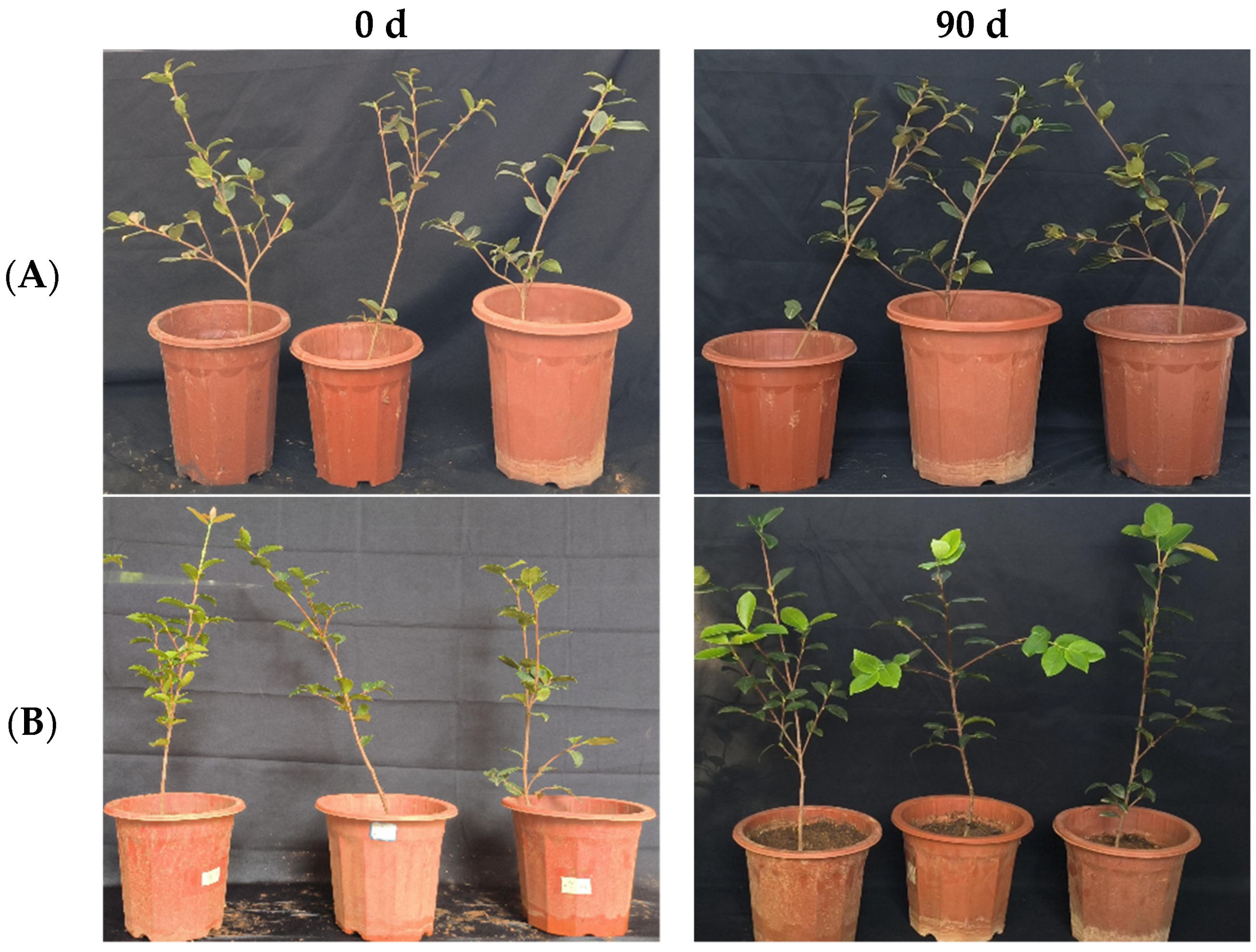 Microorganisms 12 00763 g016