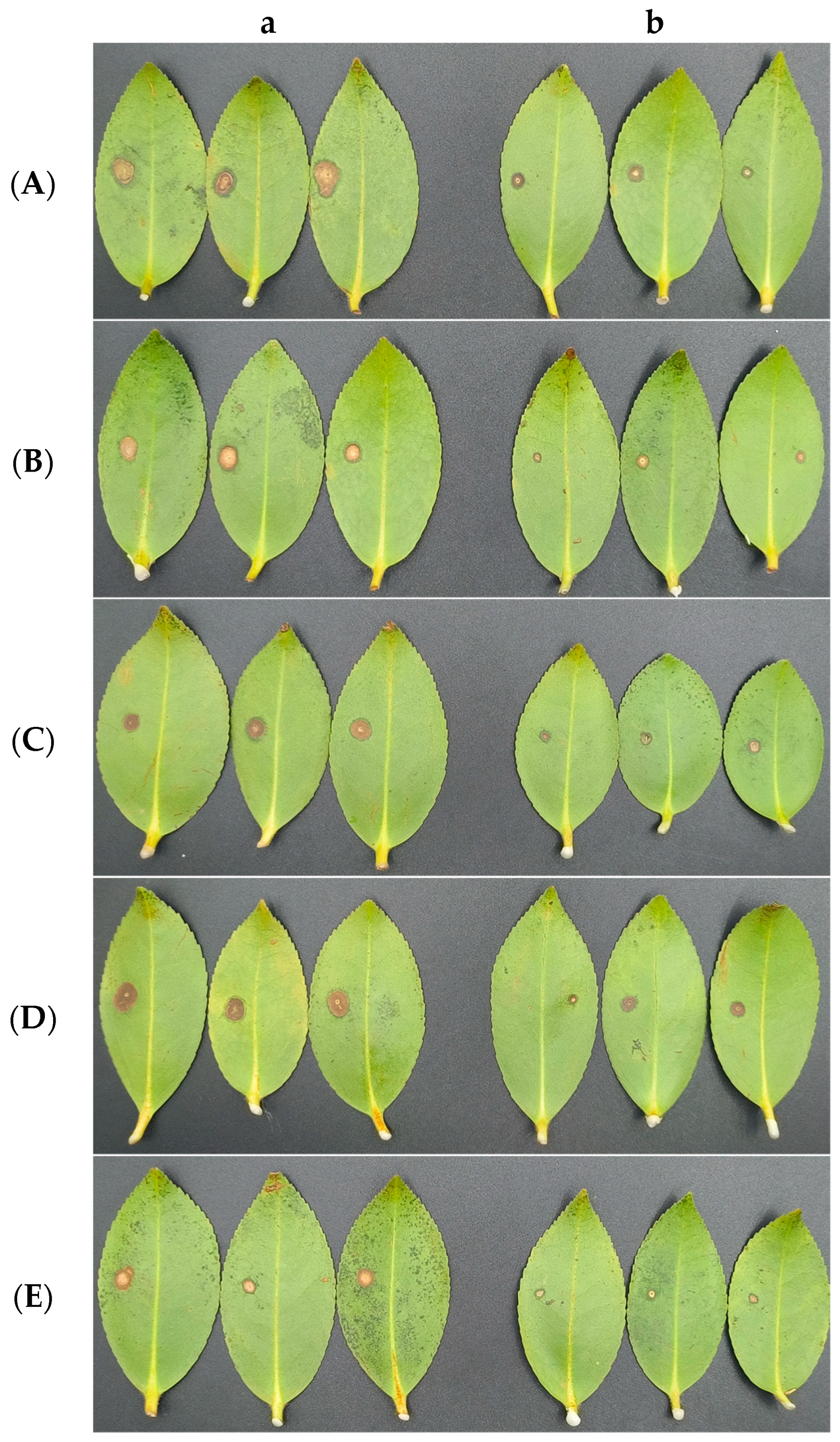 Microorganisms 12 00763 g018