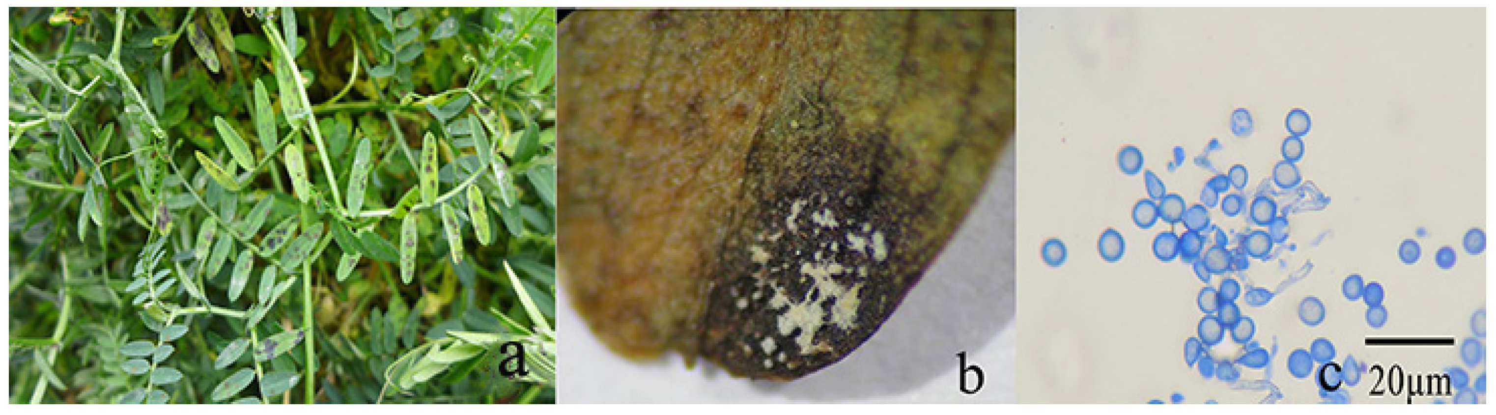 Microorganisms 12 00766 g002