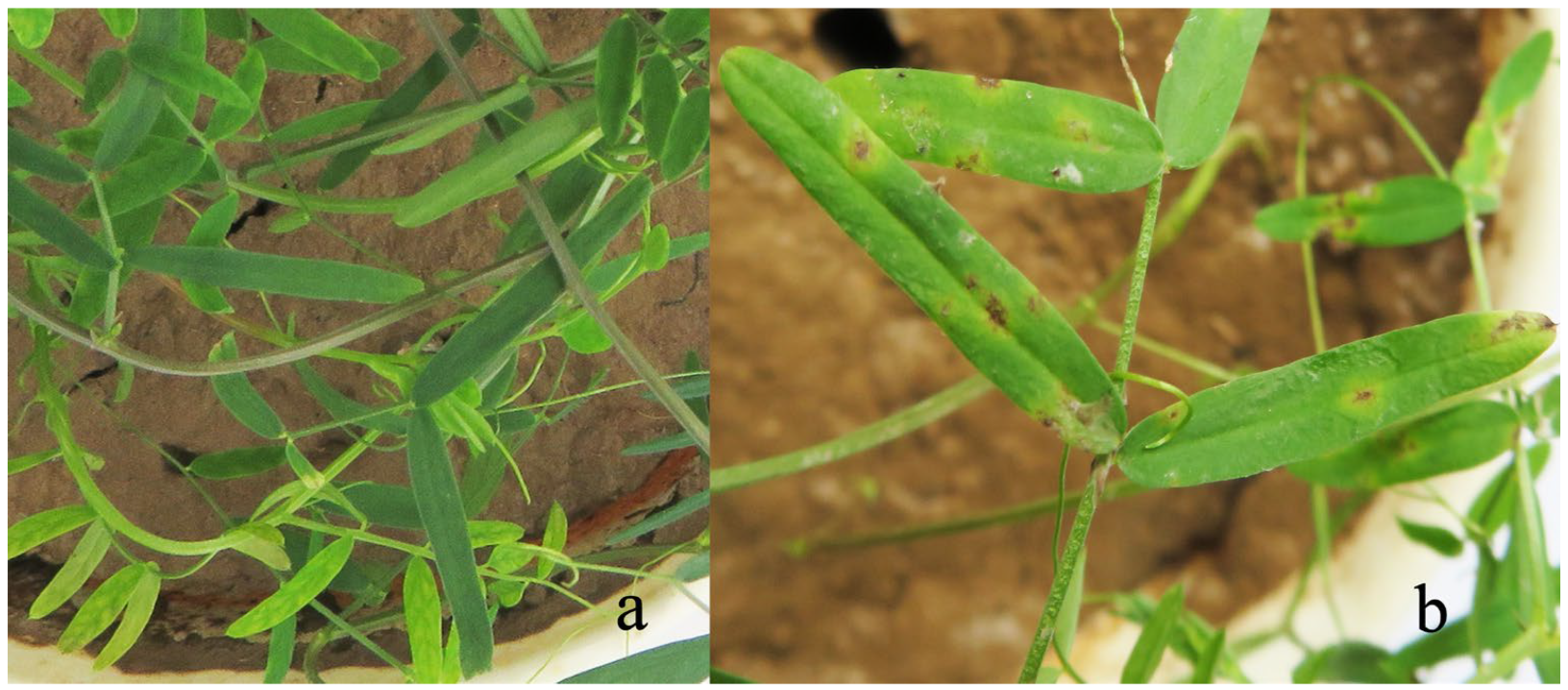 Microorganisms 12 00766 g011