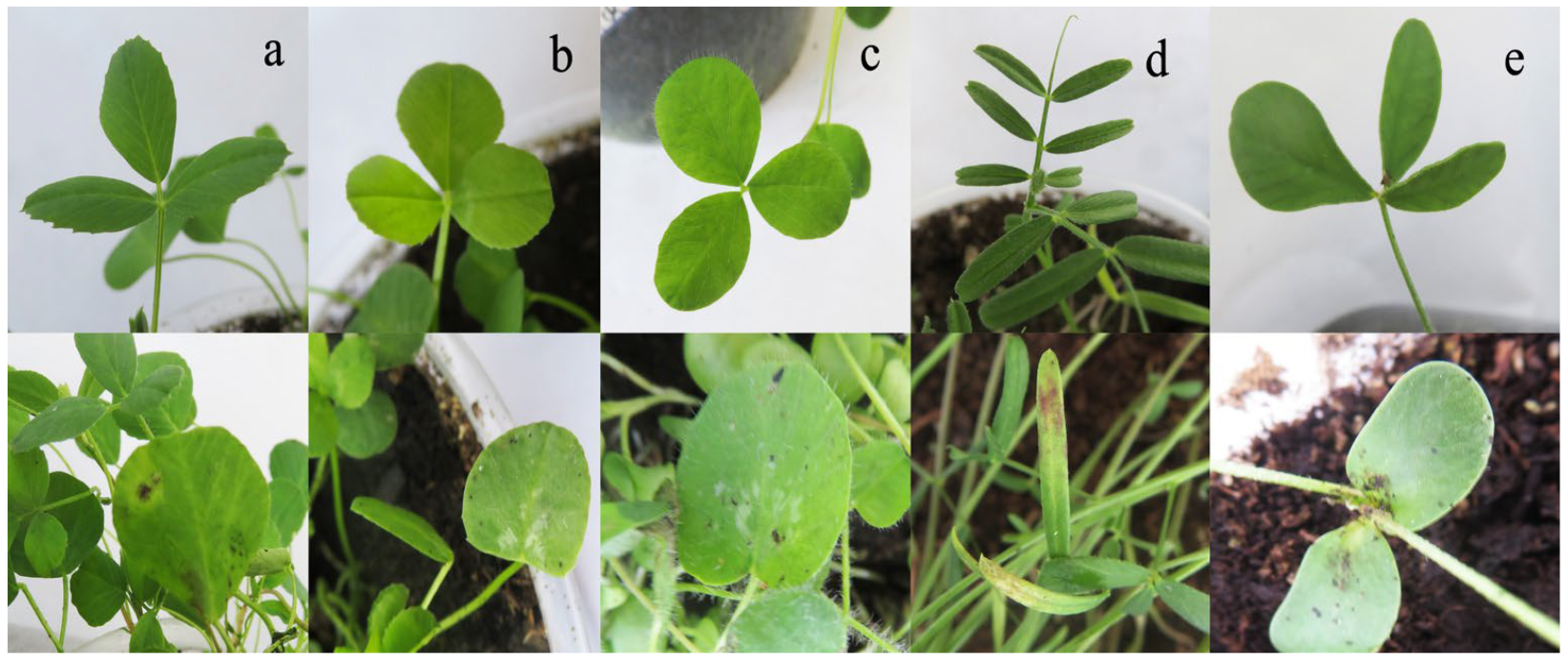 Microorganisms 12 00766 g012