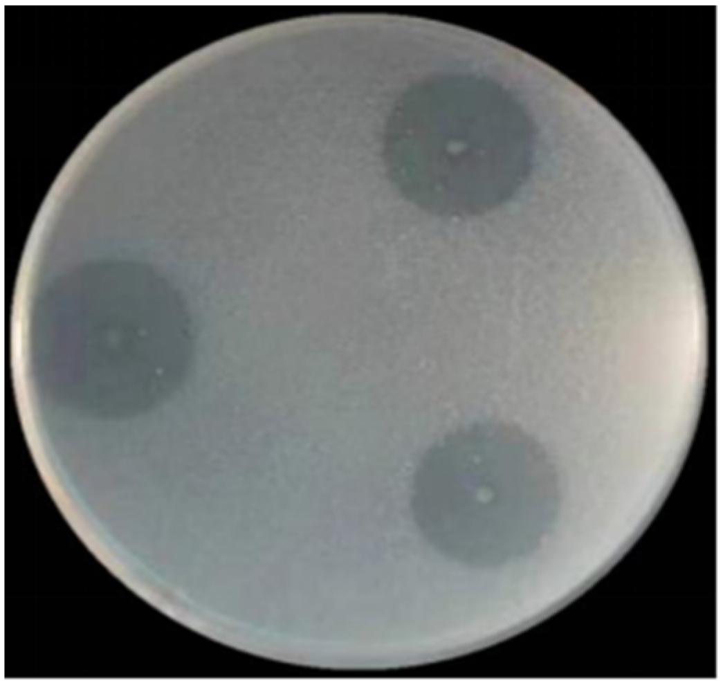 Microorganisms 12 00774 g001