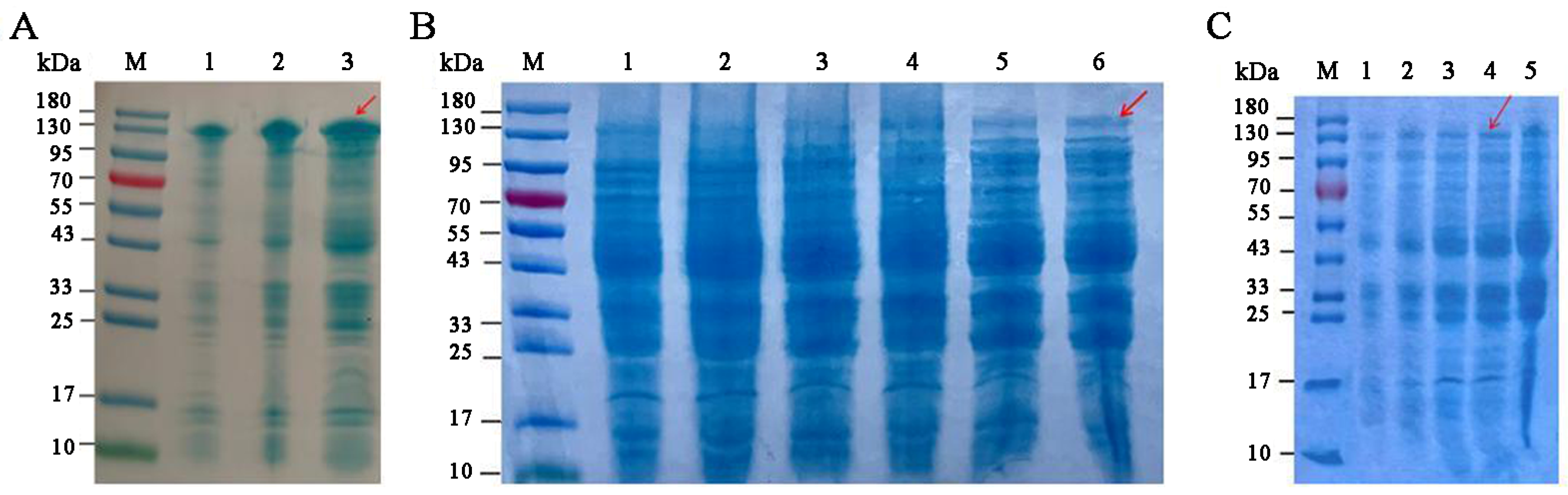 Microorganisms 12 00774 g007