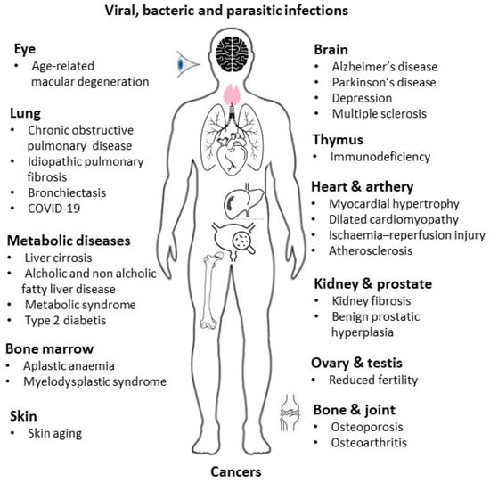 The Impact of Immune System Aging on Infectious Diseases 