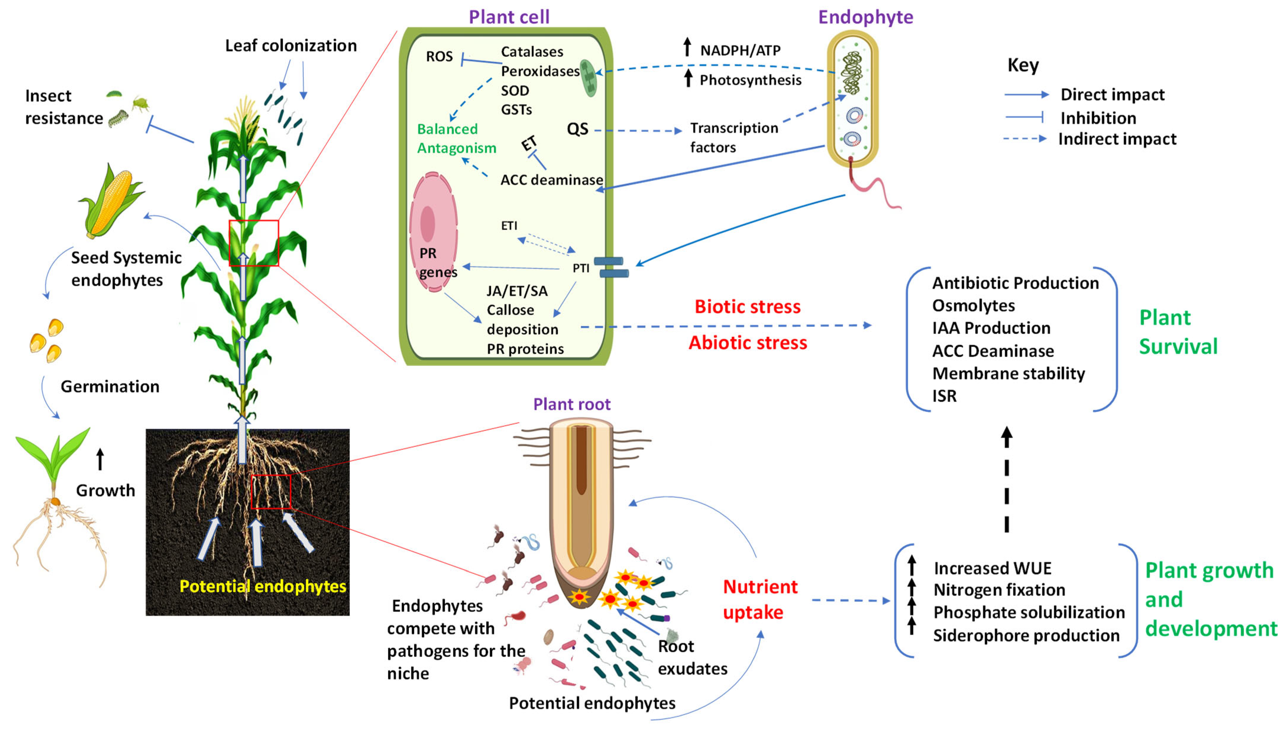 Microorganisms 12 00779 g001