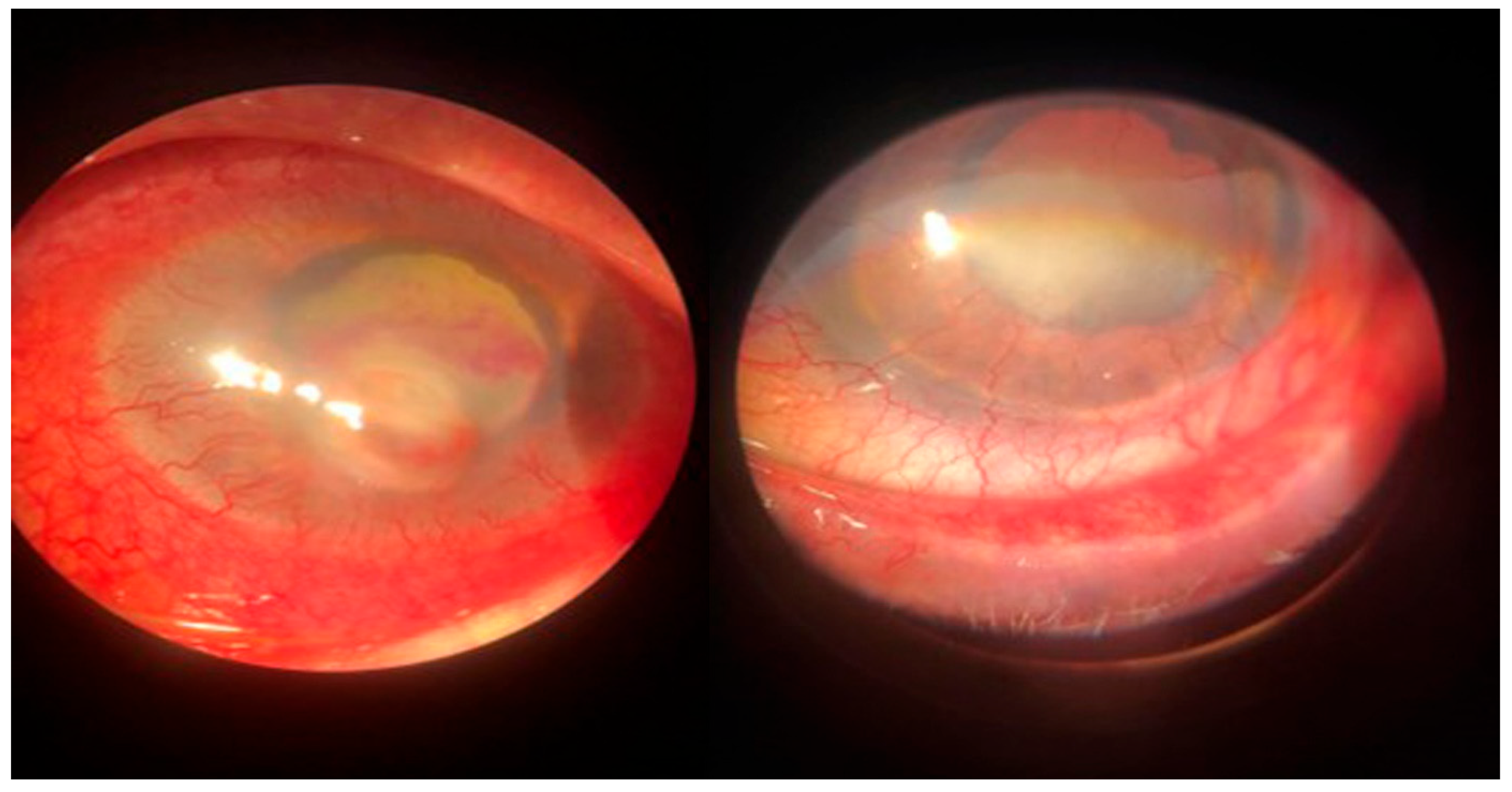 Microorganisms 12 00787 g002