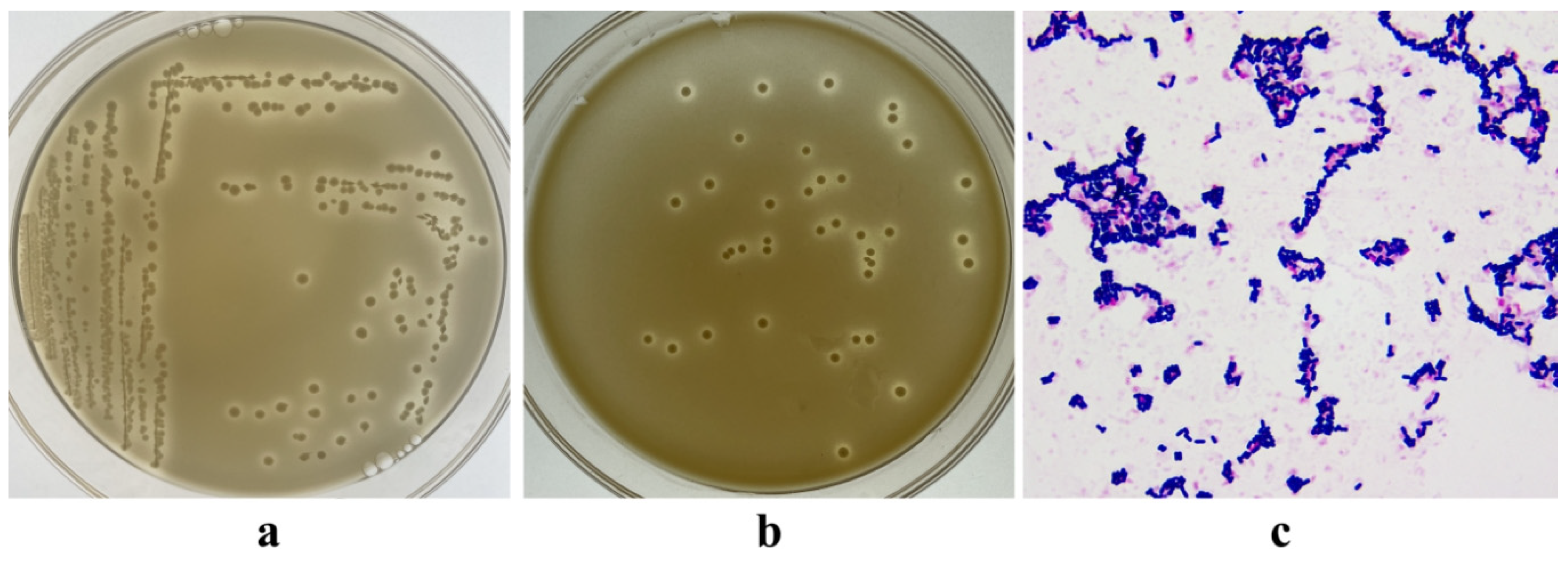 Microorganisms 12 00795 g001
