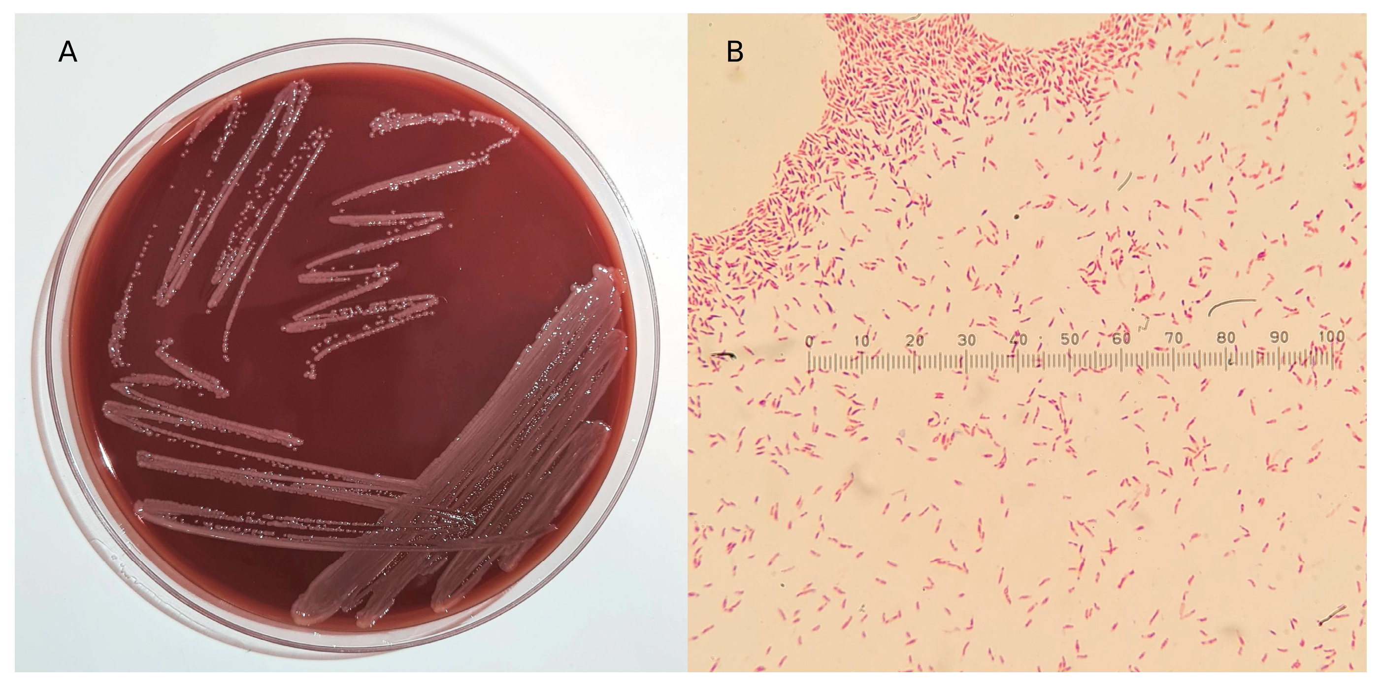 Microorganisms 12 00799 g001