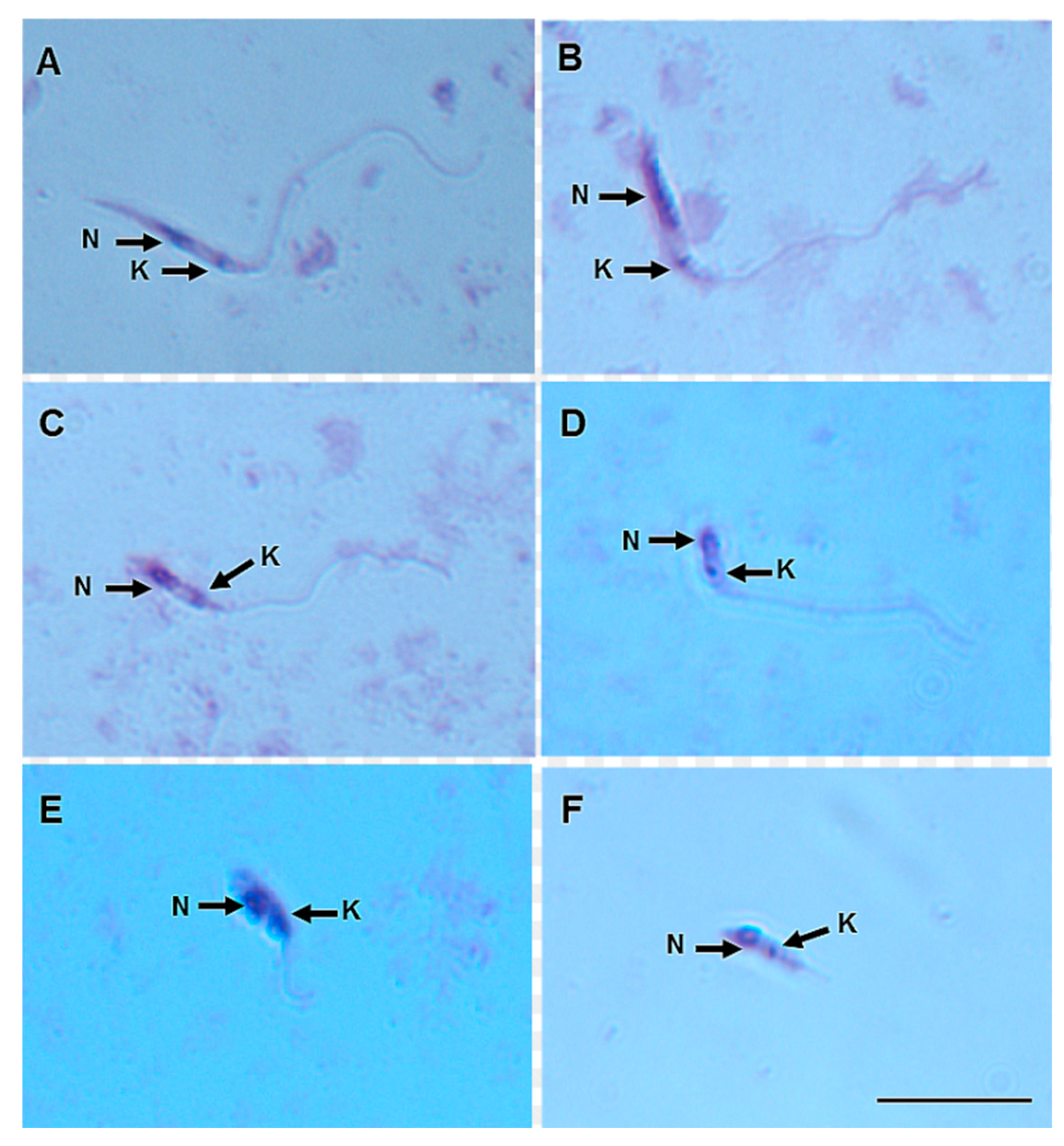 Microorganisms 12 00809 g004