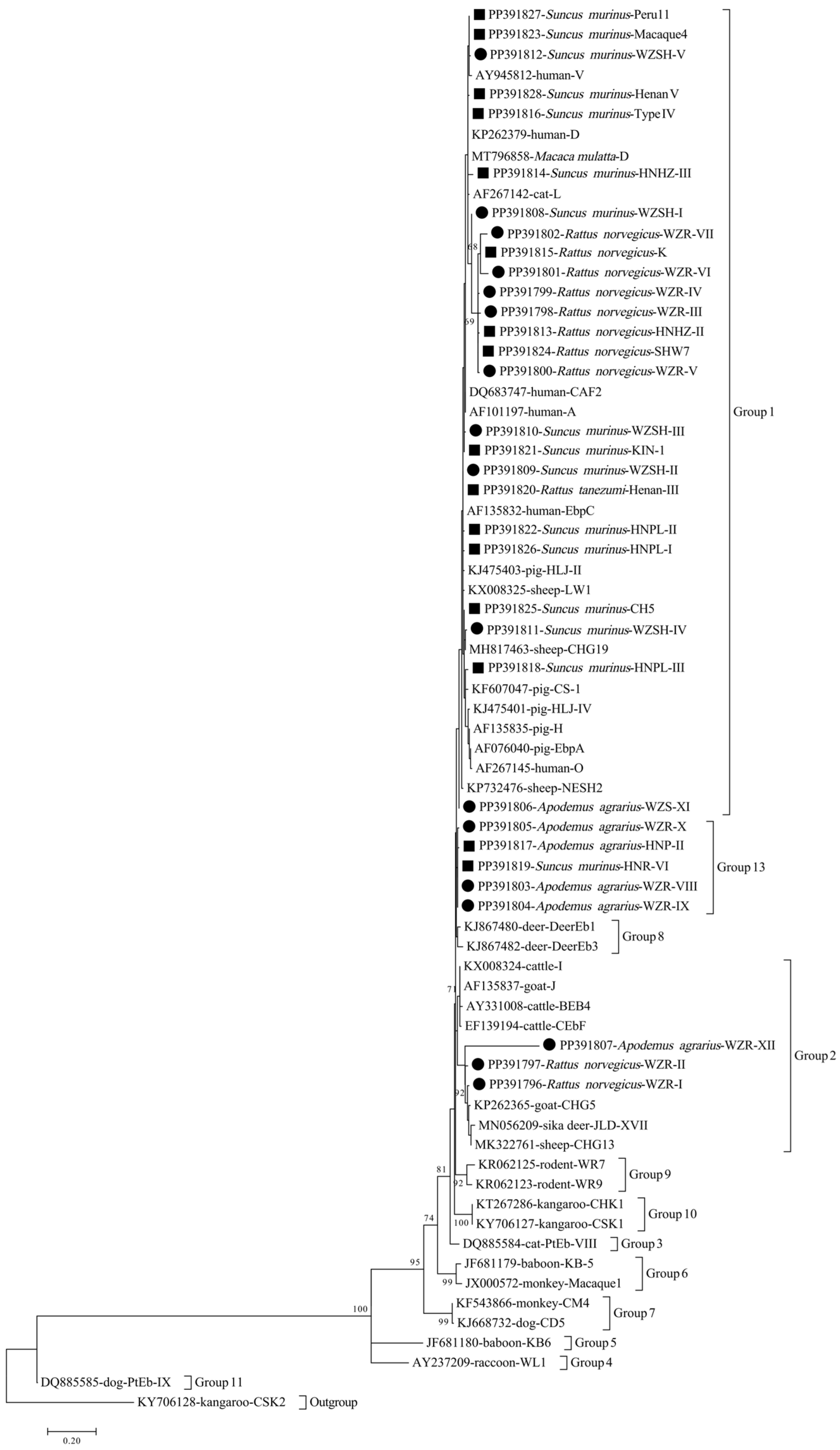 Microorganisms | Free Full-Text | Enterocytozoon bieneusi in Wild Rats ...