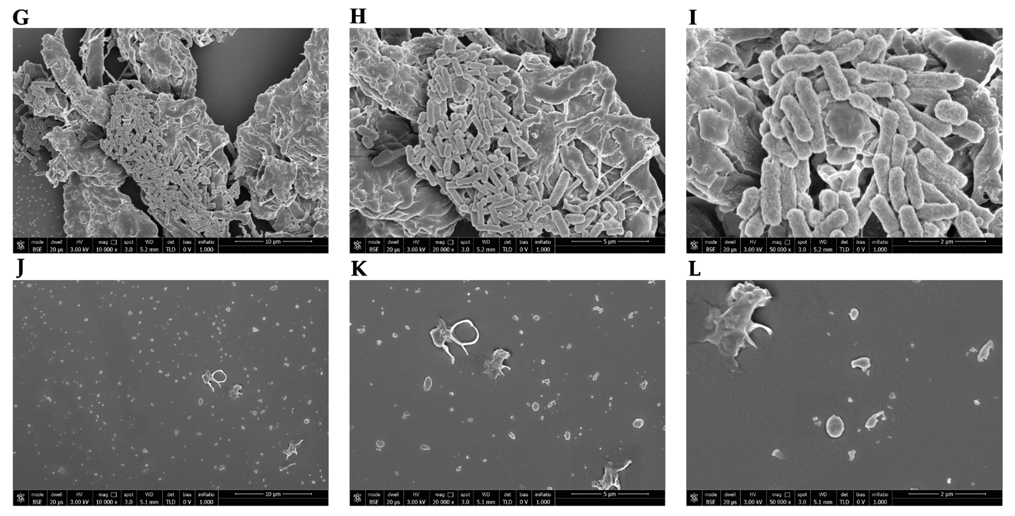 Microorganisms 12 00820 g012b Microorganisms 12 00820 g012b