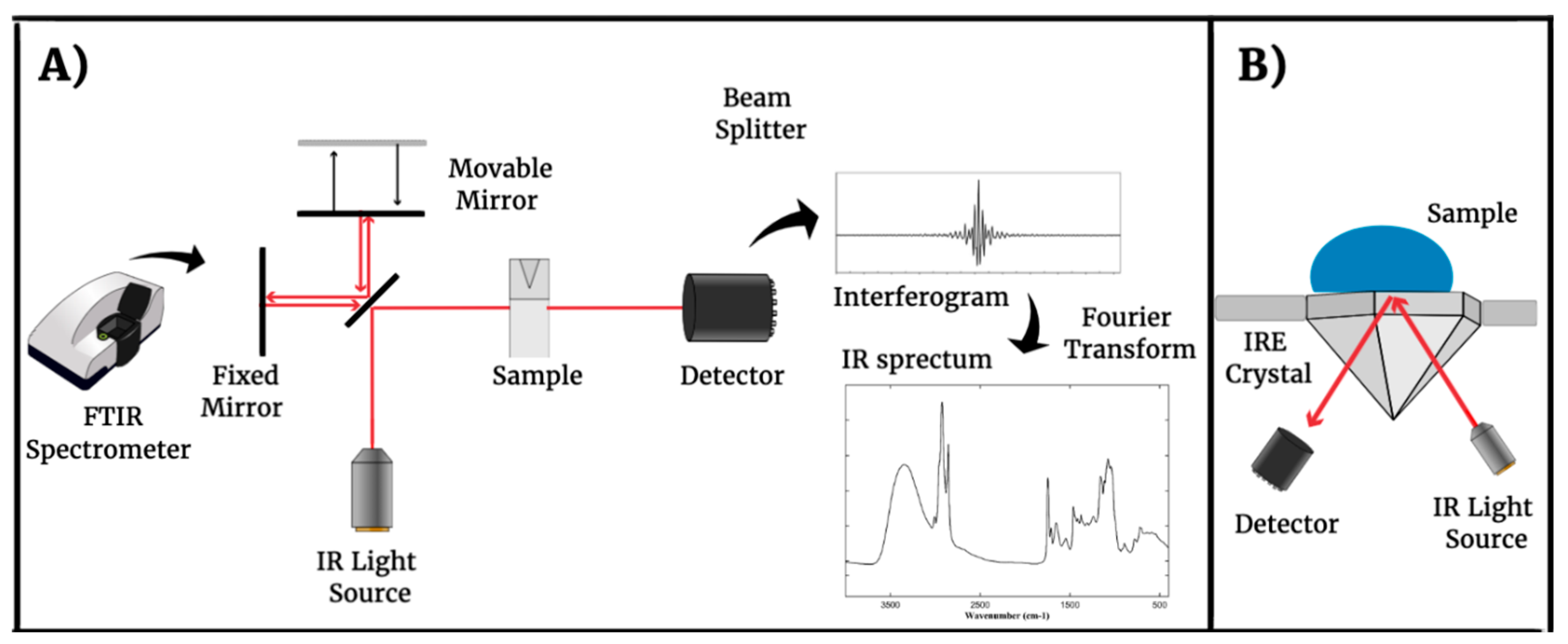 Microorganisms 12 00833 g001