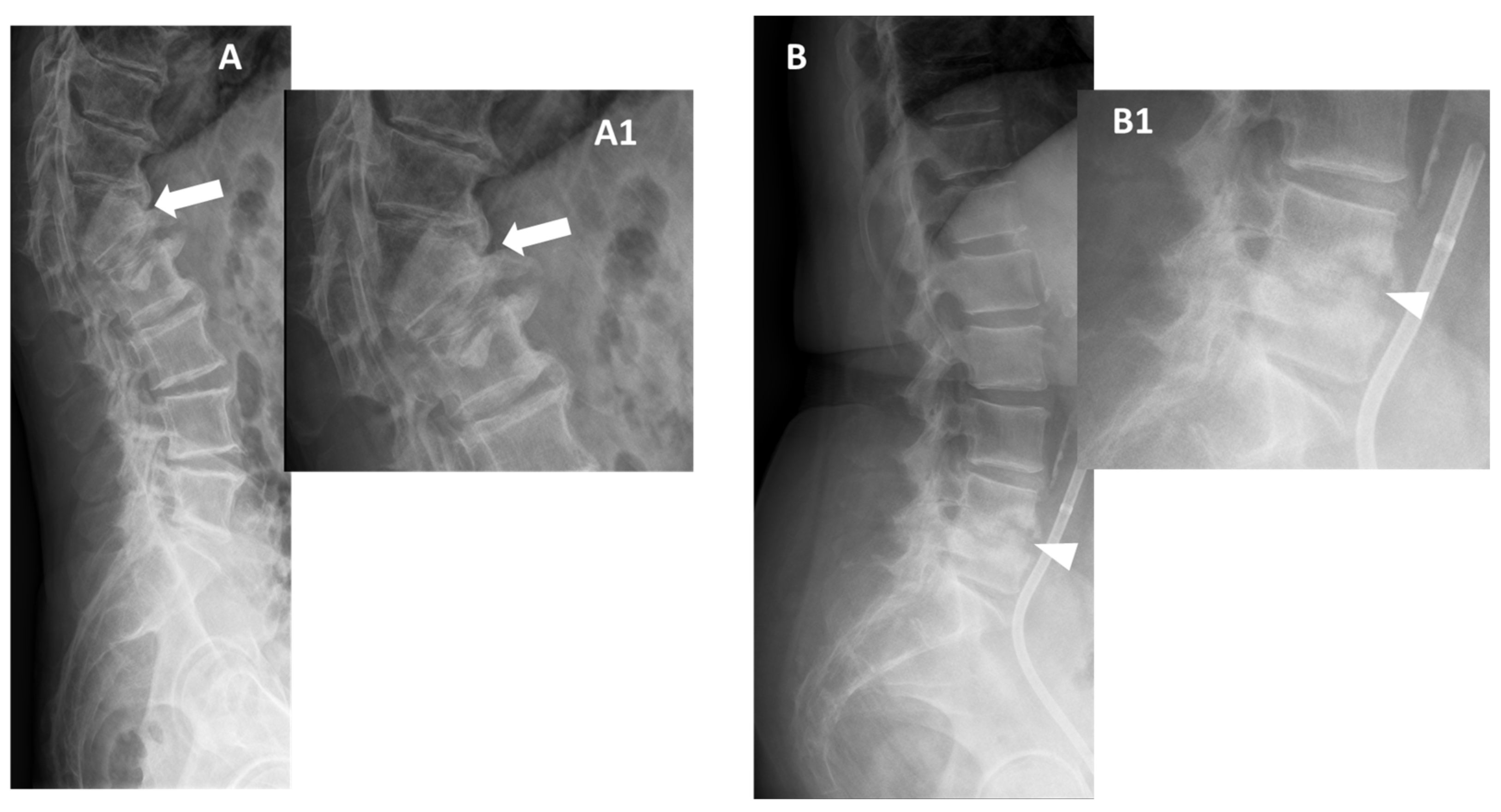 Microorganisms 12 00893 g002