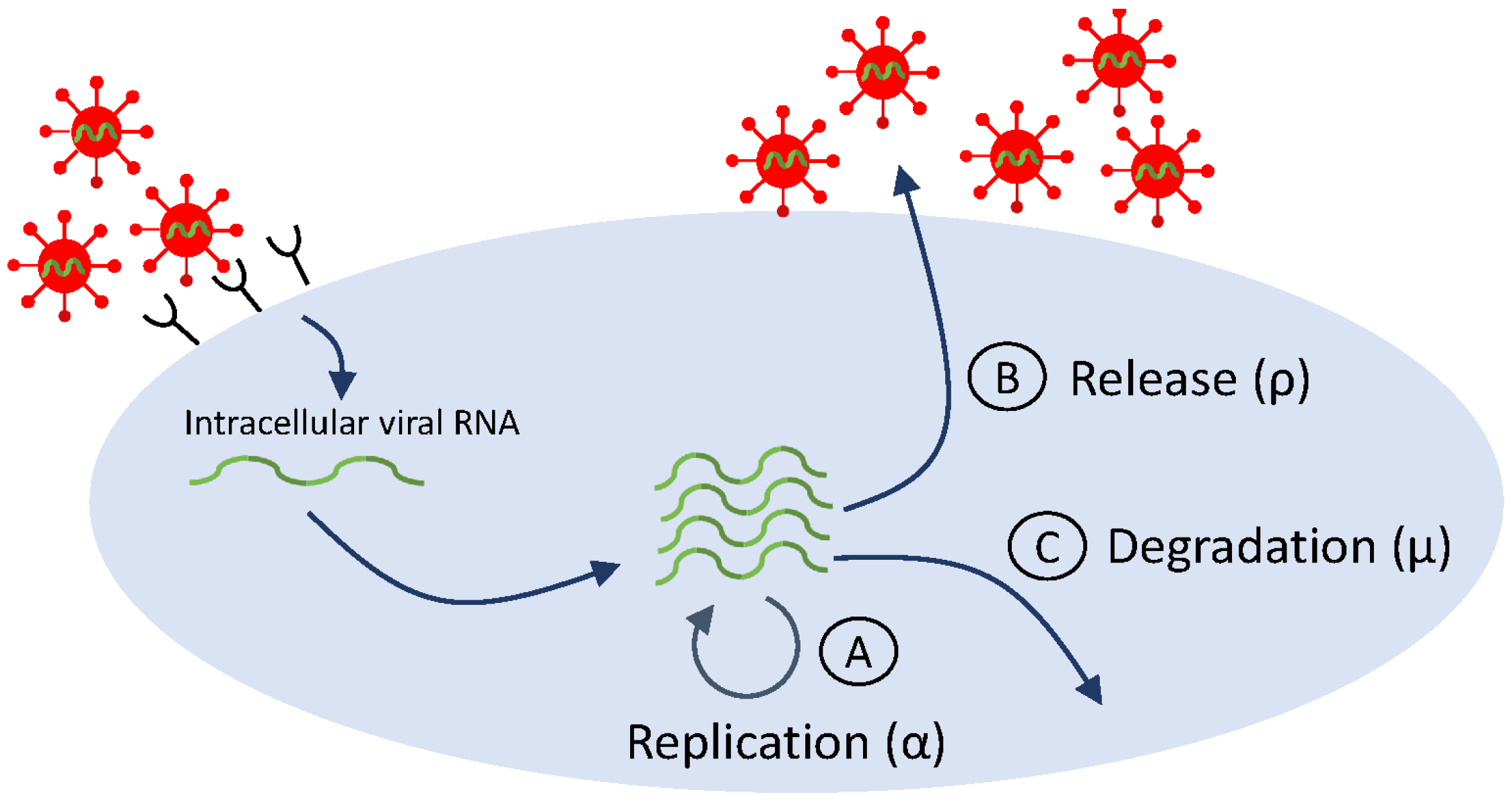 Microorganisms 12 00900 g004