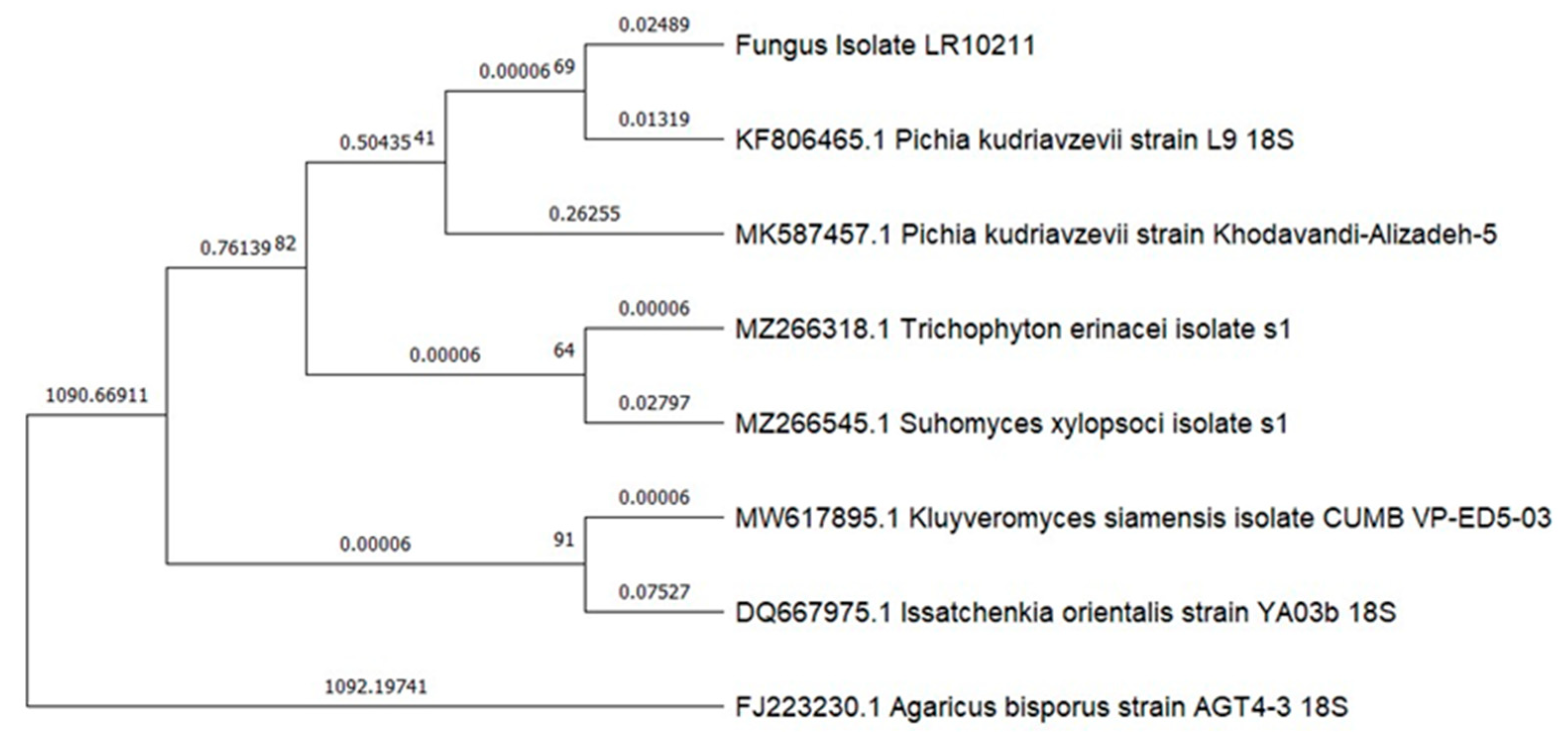 Microorganisms 12 00937 g004