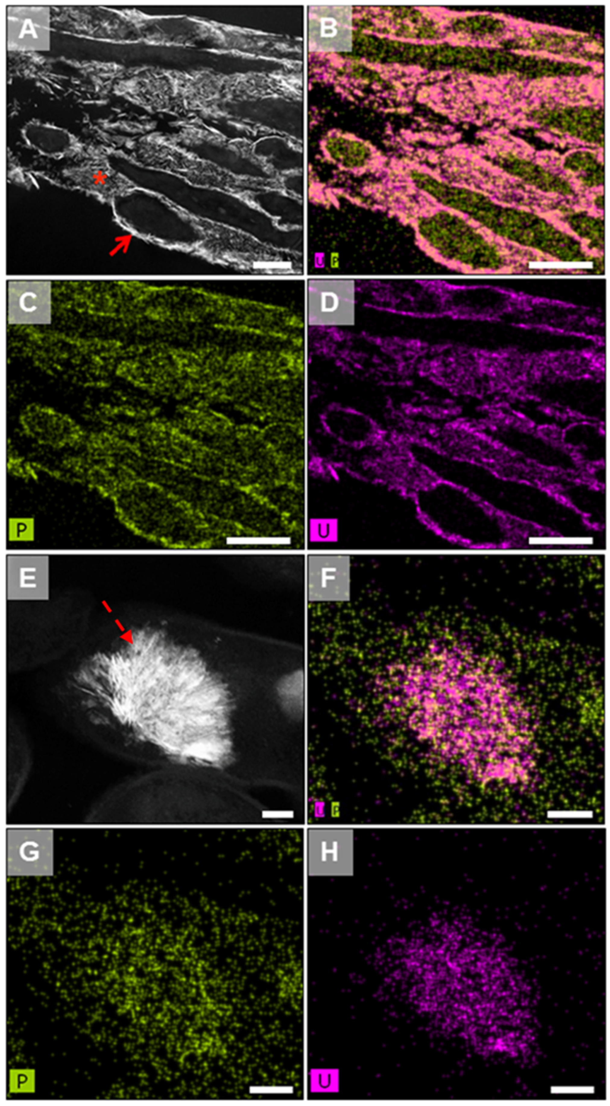 Microorganisms 12 01025 g002