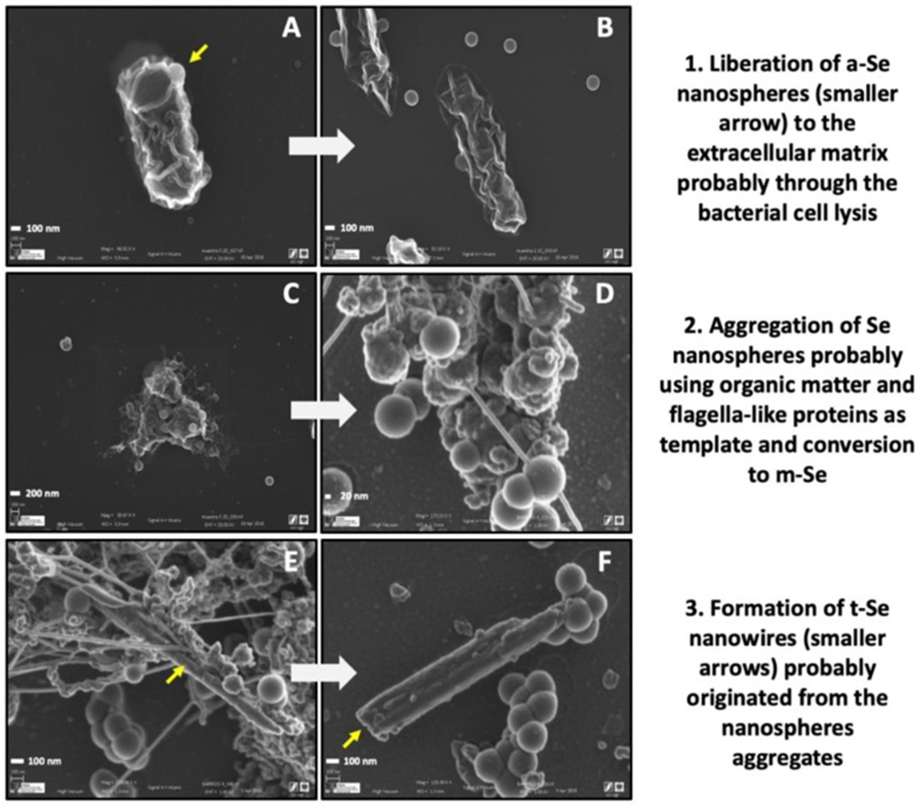 Microorganisms 12 01025 g003