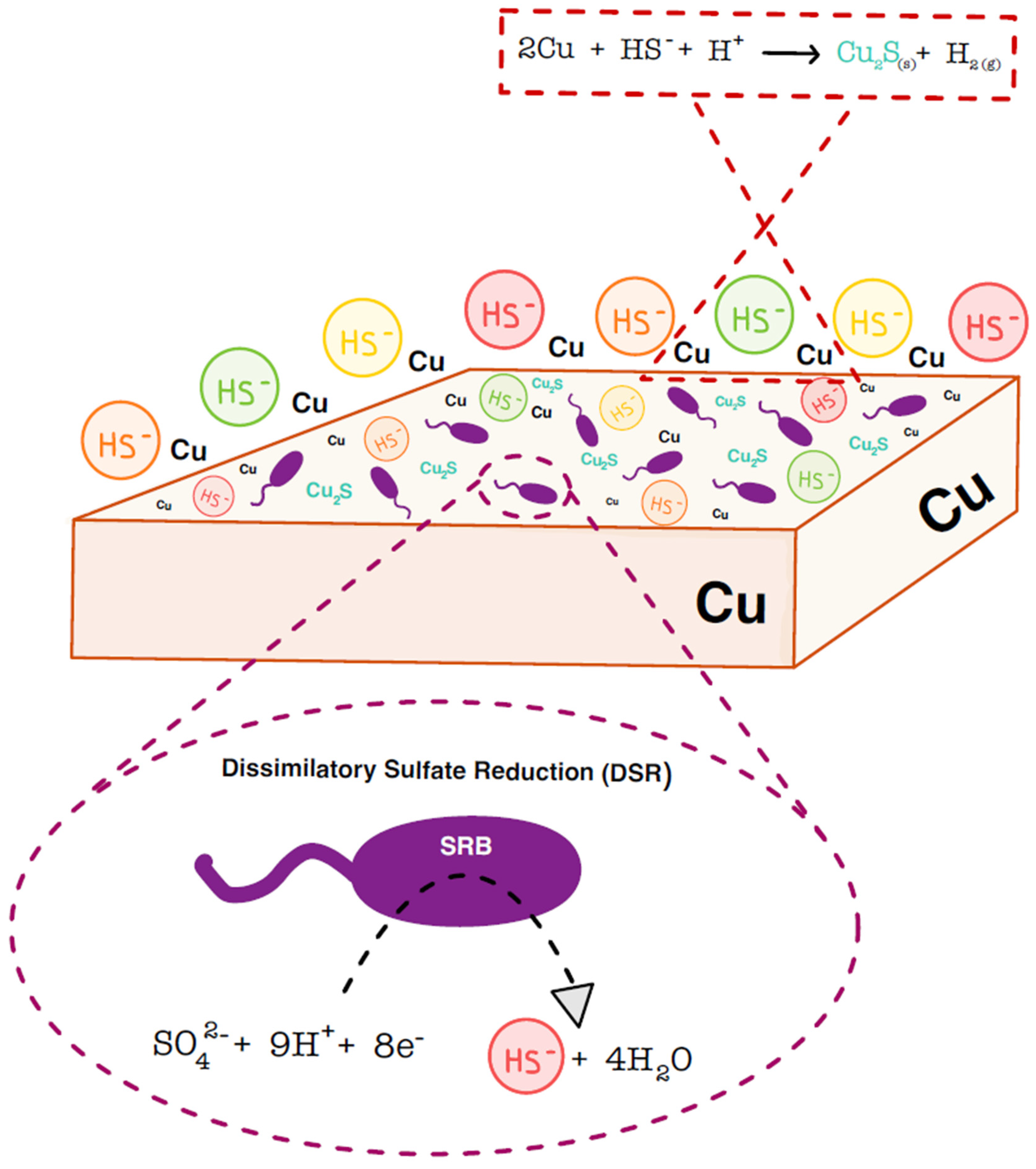 Microorganisms 12 01025 g005