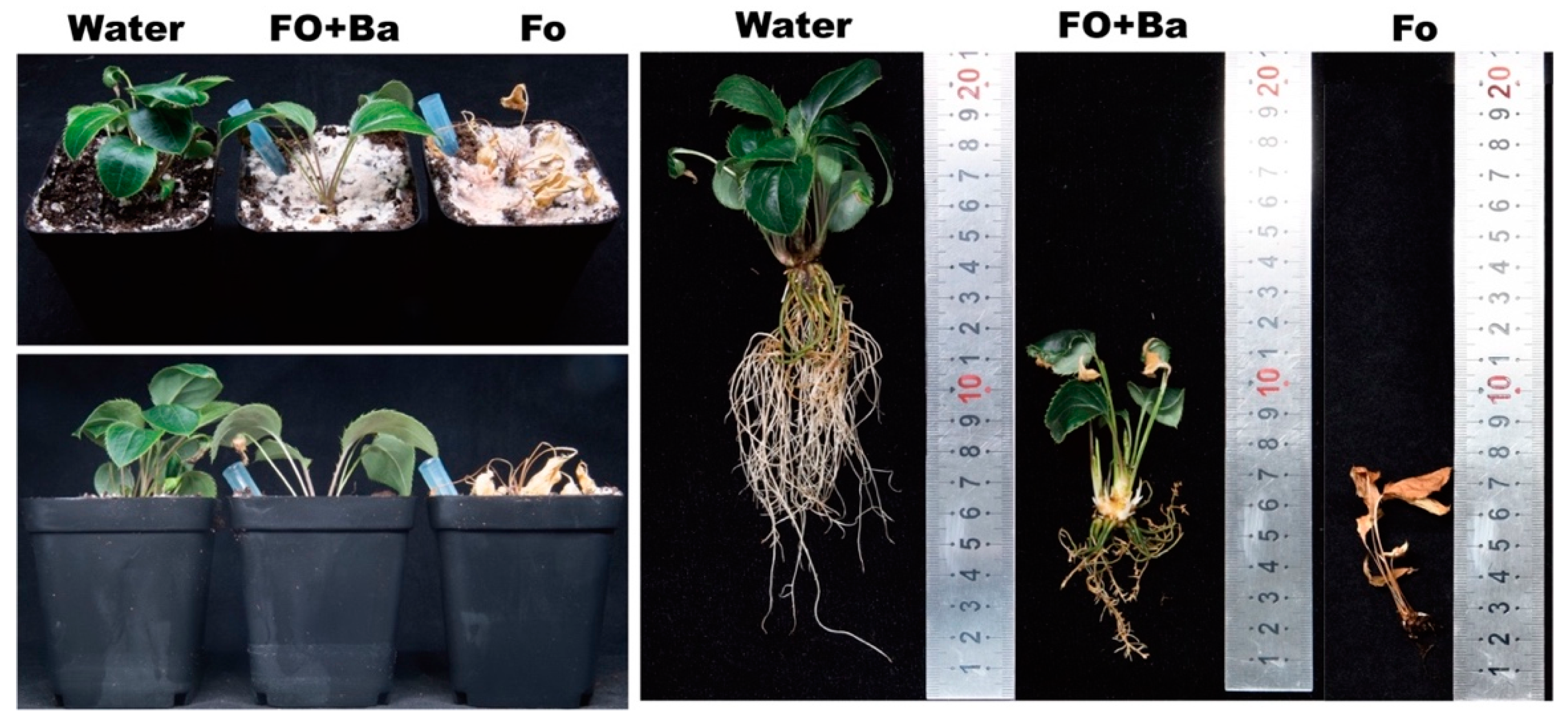 Microorganisms 12 01043 g002