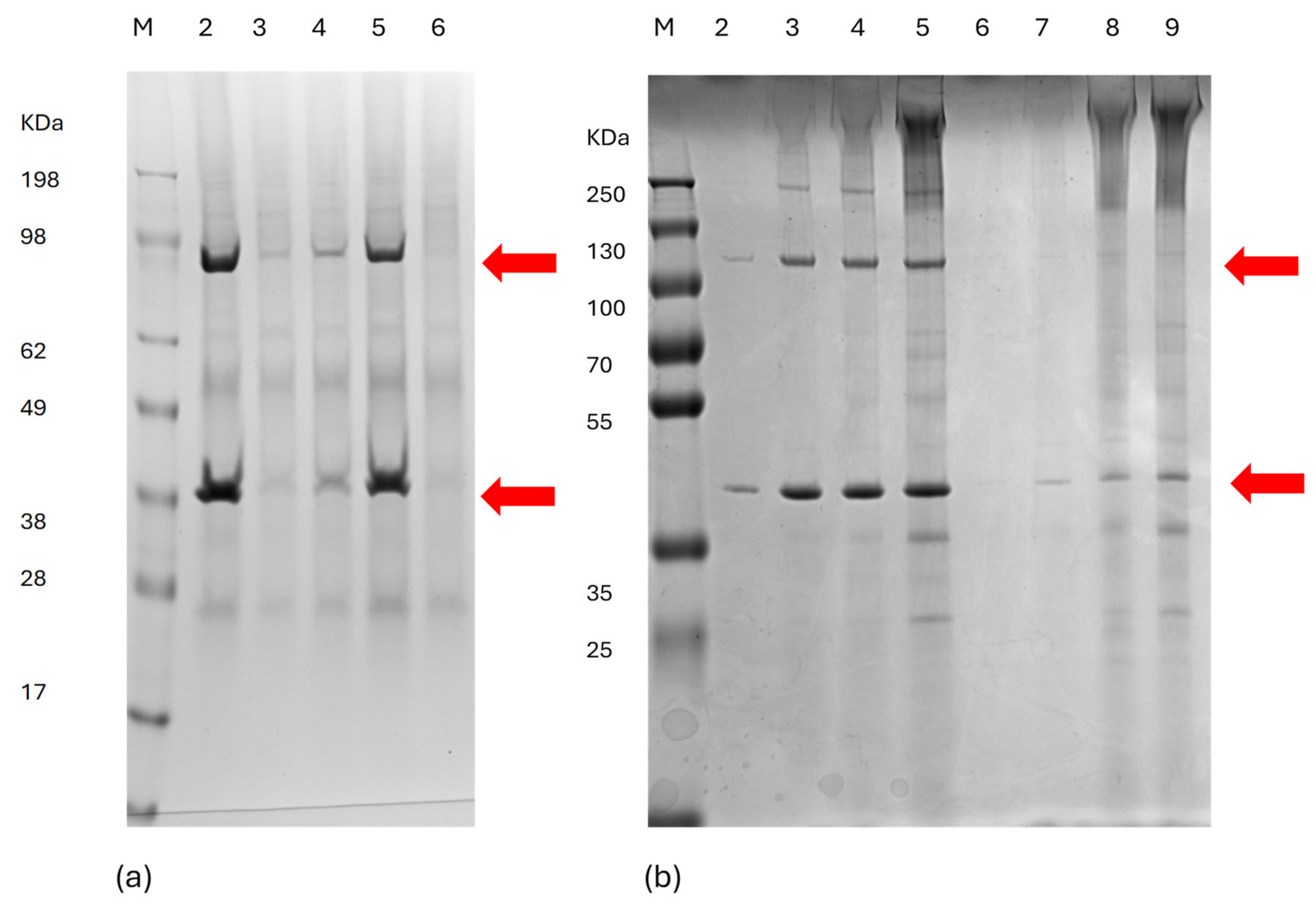 Microorganisms 12 01047 g001