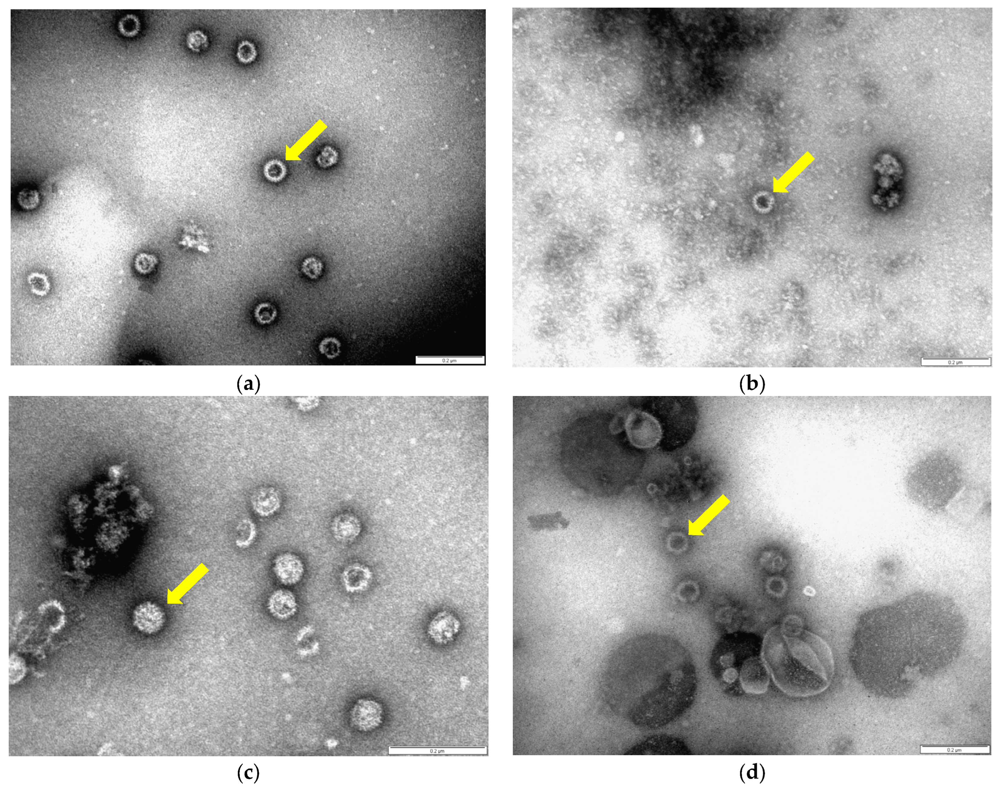 Microorganisms 12 01047 g002a