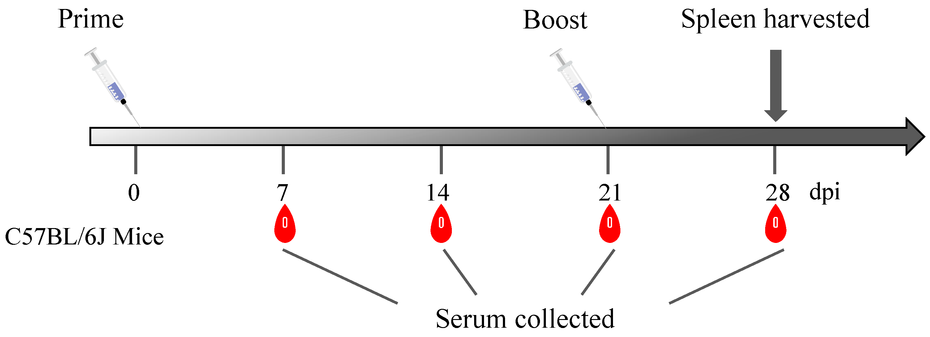 Microorganisms 12 01056 g001