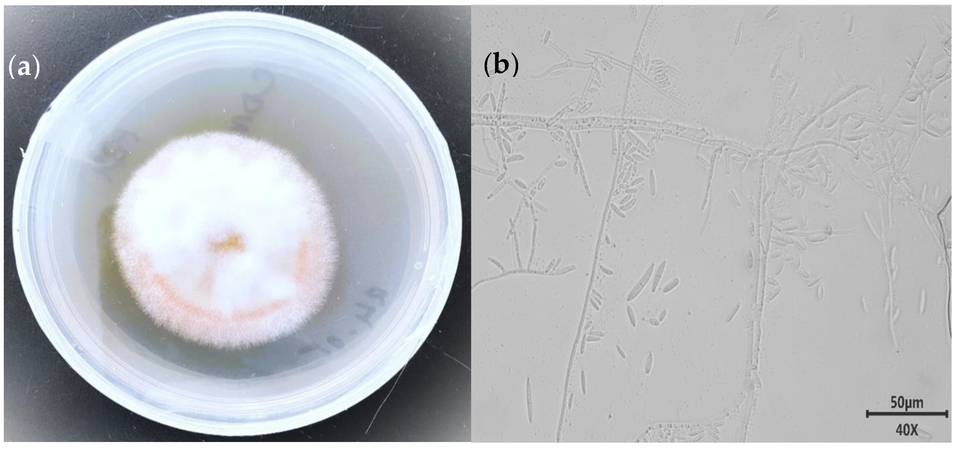 Microorganisms 12 01088 g001