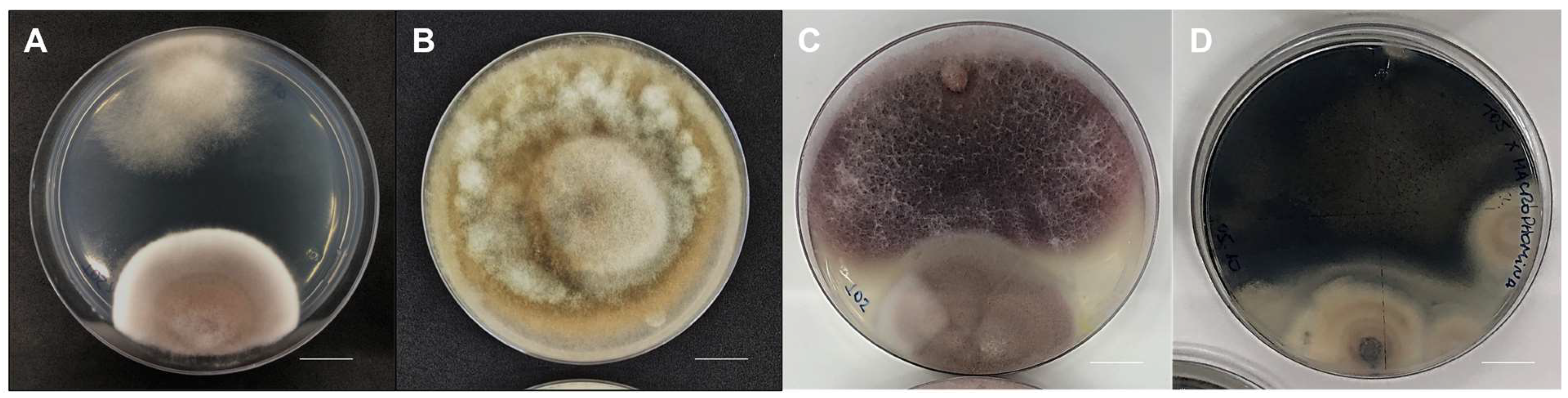 Microorganisms 12 01100 g005