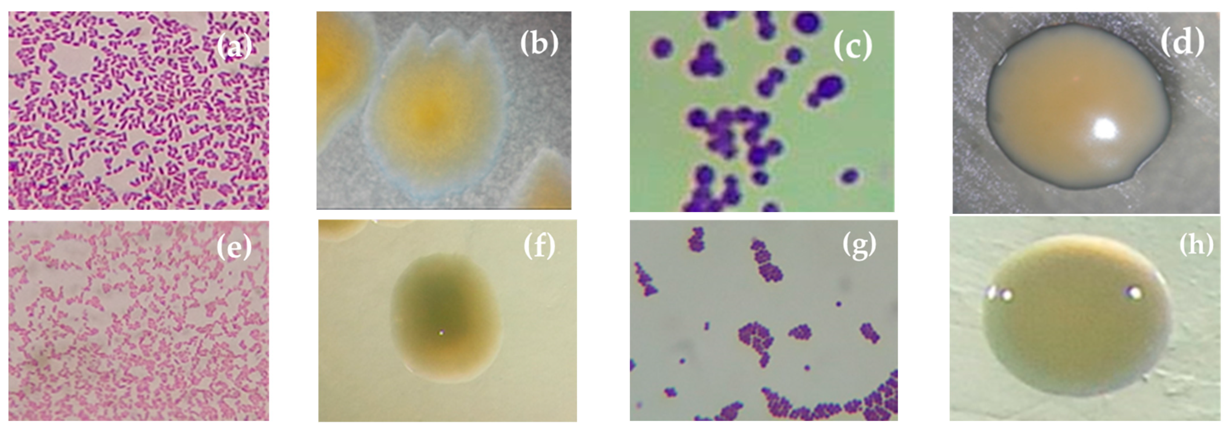 Microorganisms 12 01101 g002