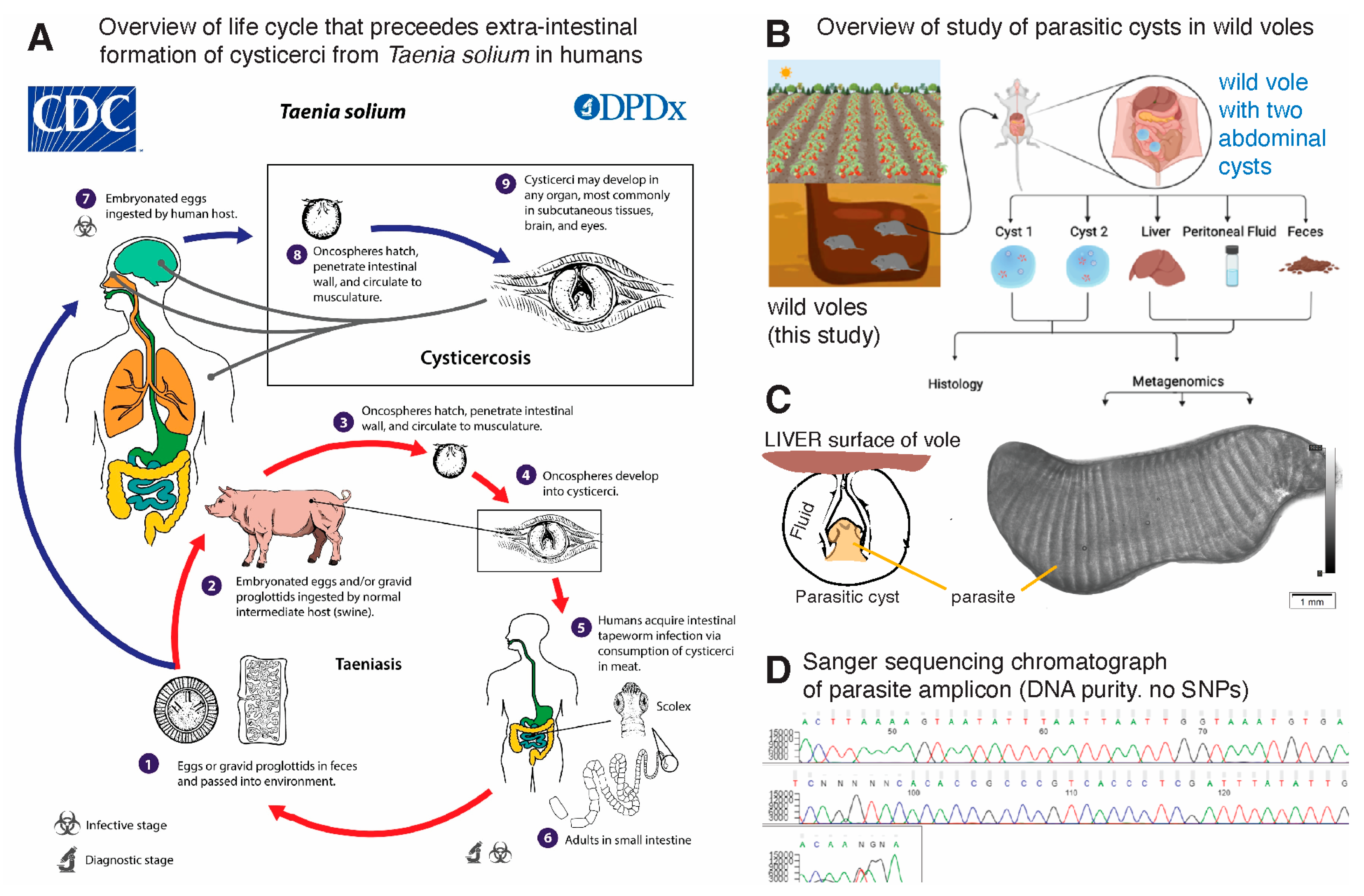 Microorganisms 12 01130 g001