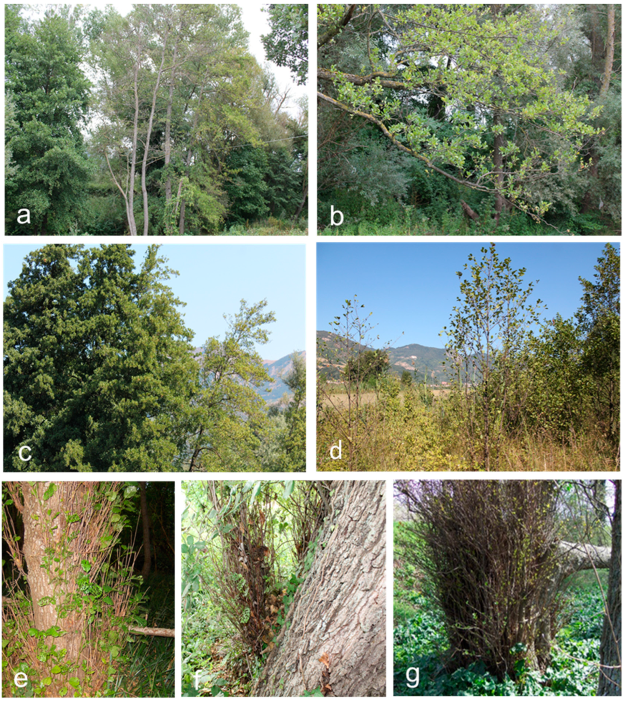 Microorganisms 12 01140 g002