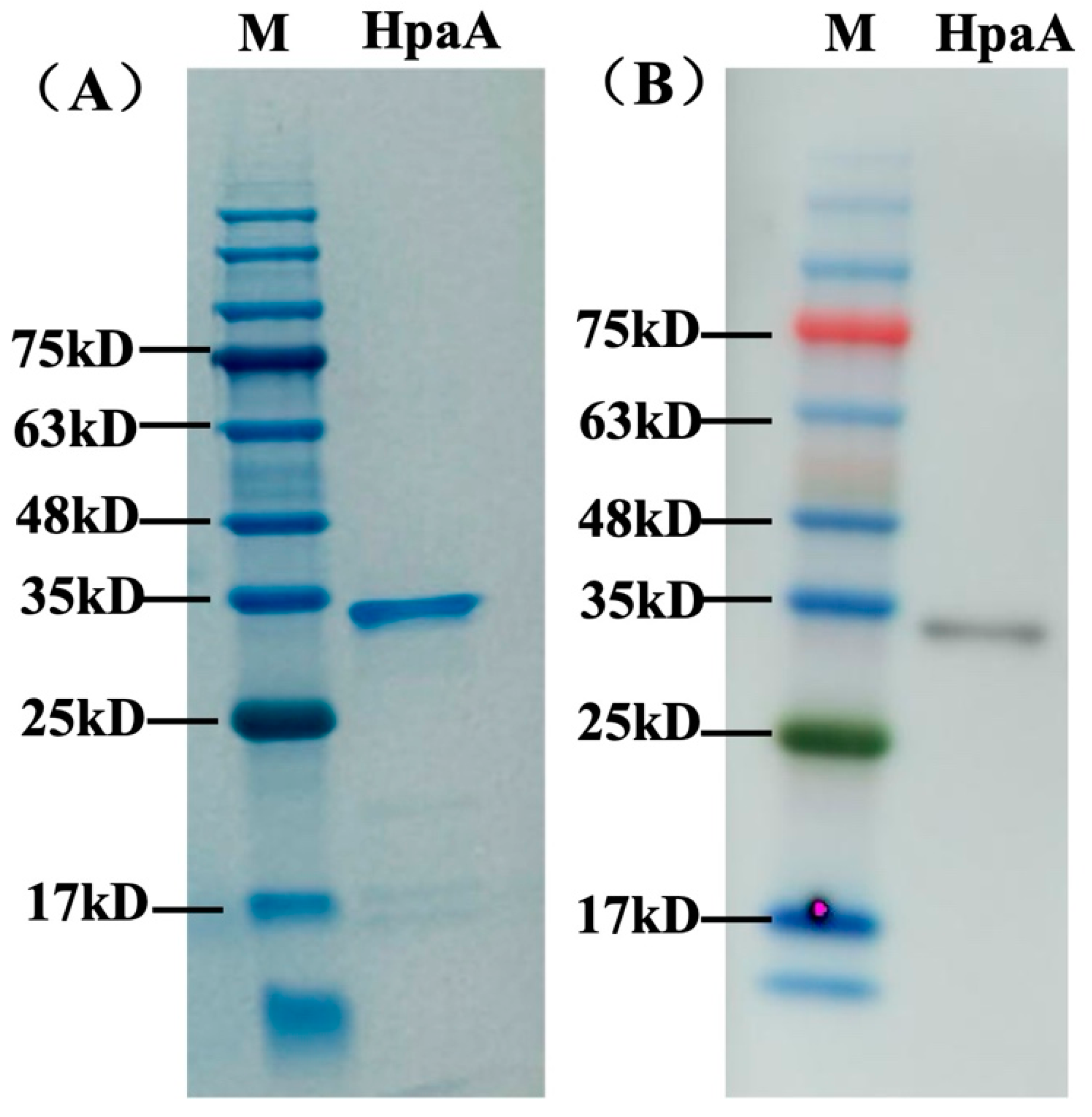 Microorganisms 12 01148 g003