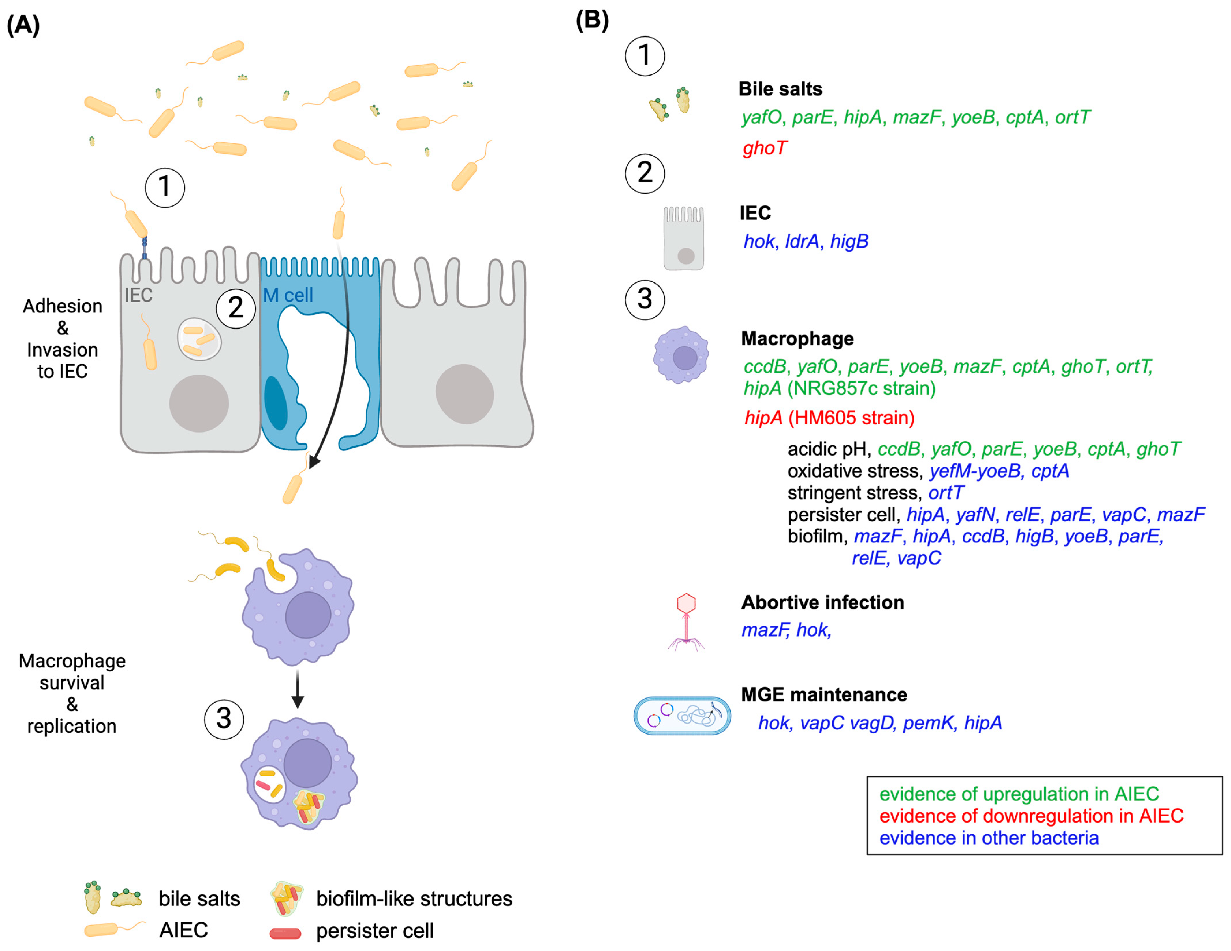 Microorganisms 12 01158 g001